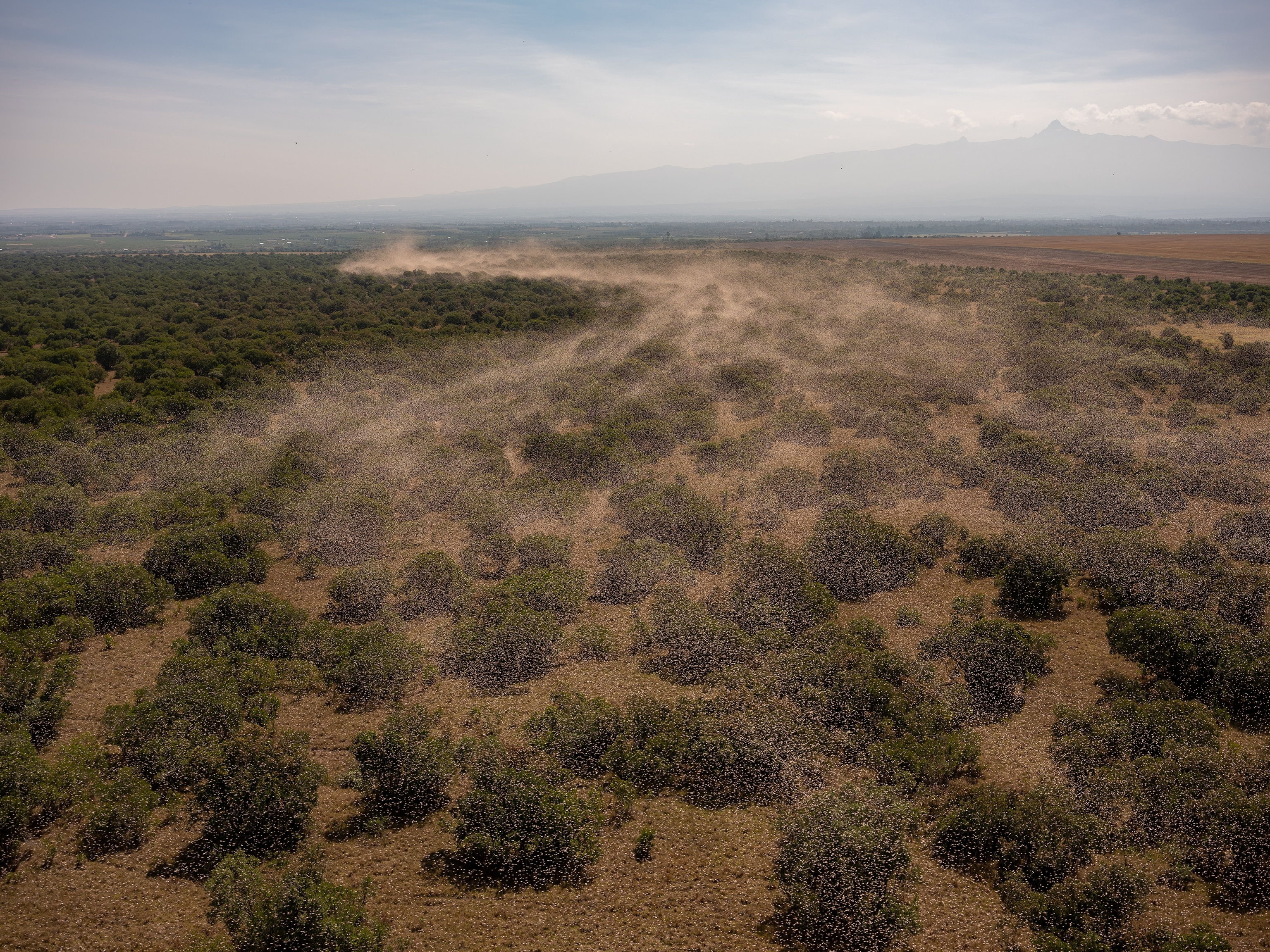 Picture of a locust swarm