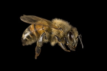 a honeybee