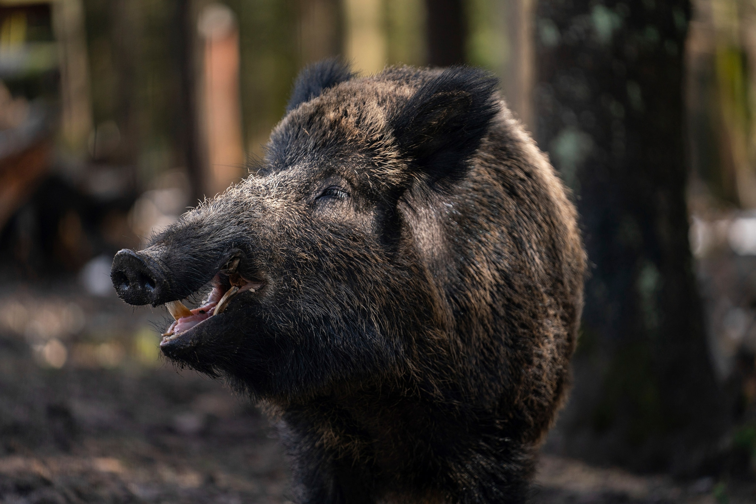 Wild Boar looks to side and smiles.