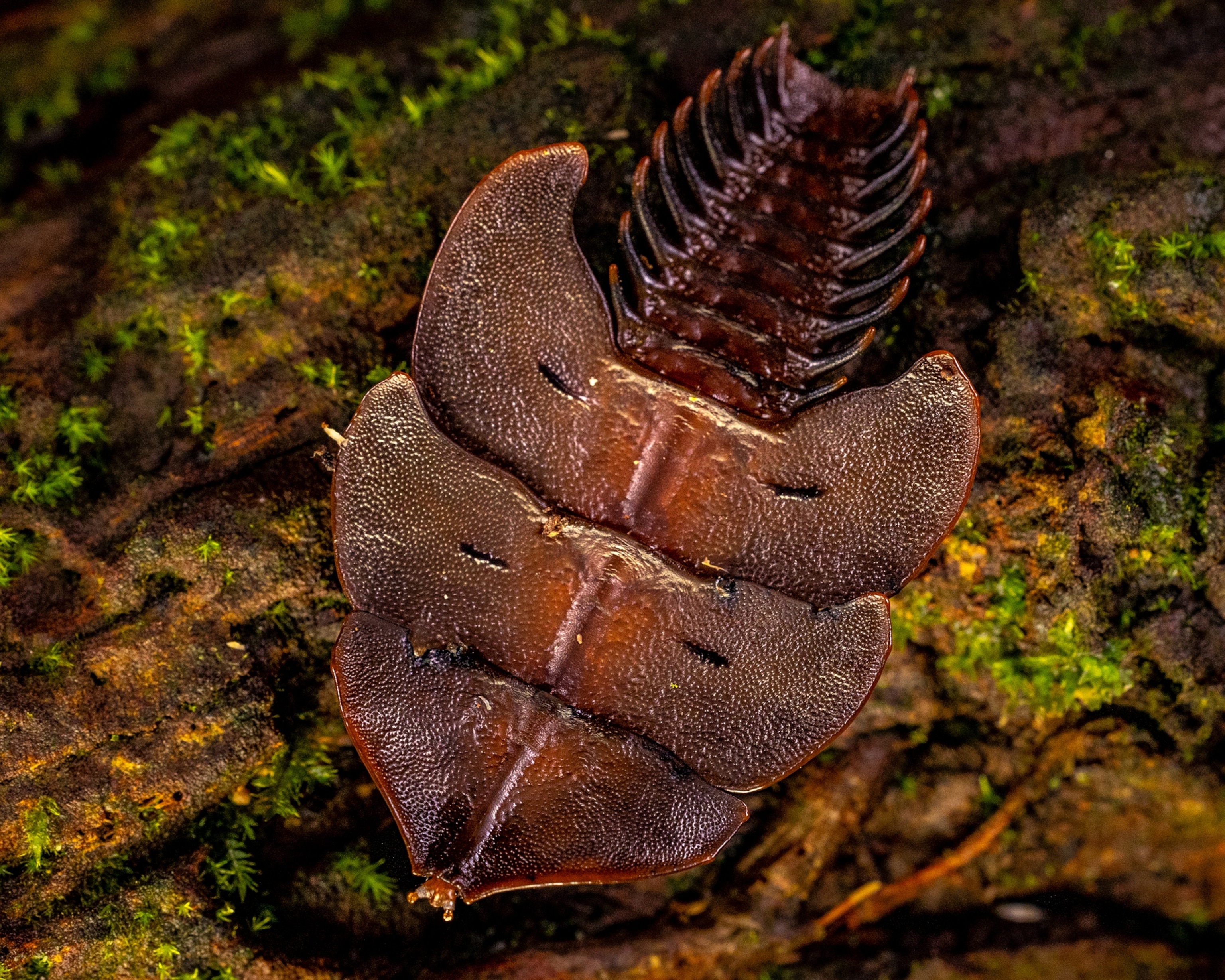 a trilobite beetle is on the ground in larval form