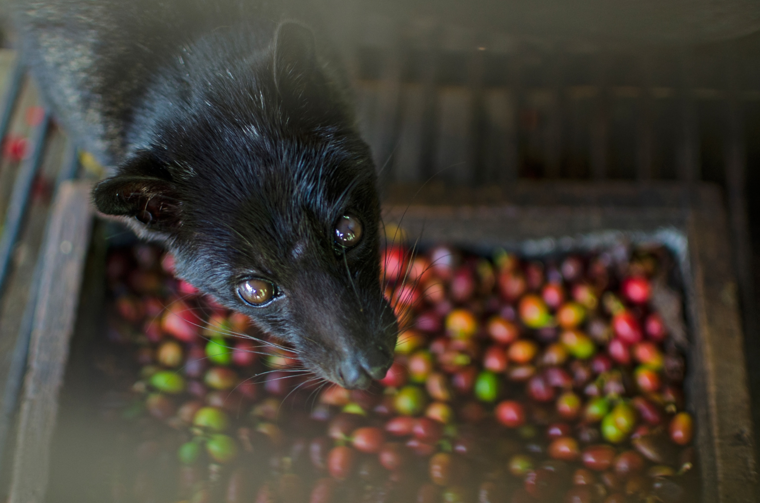 A civet looks up through the bars of its cage. At its feat is a tray full of red coffee berries.