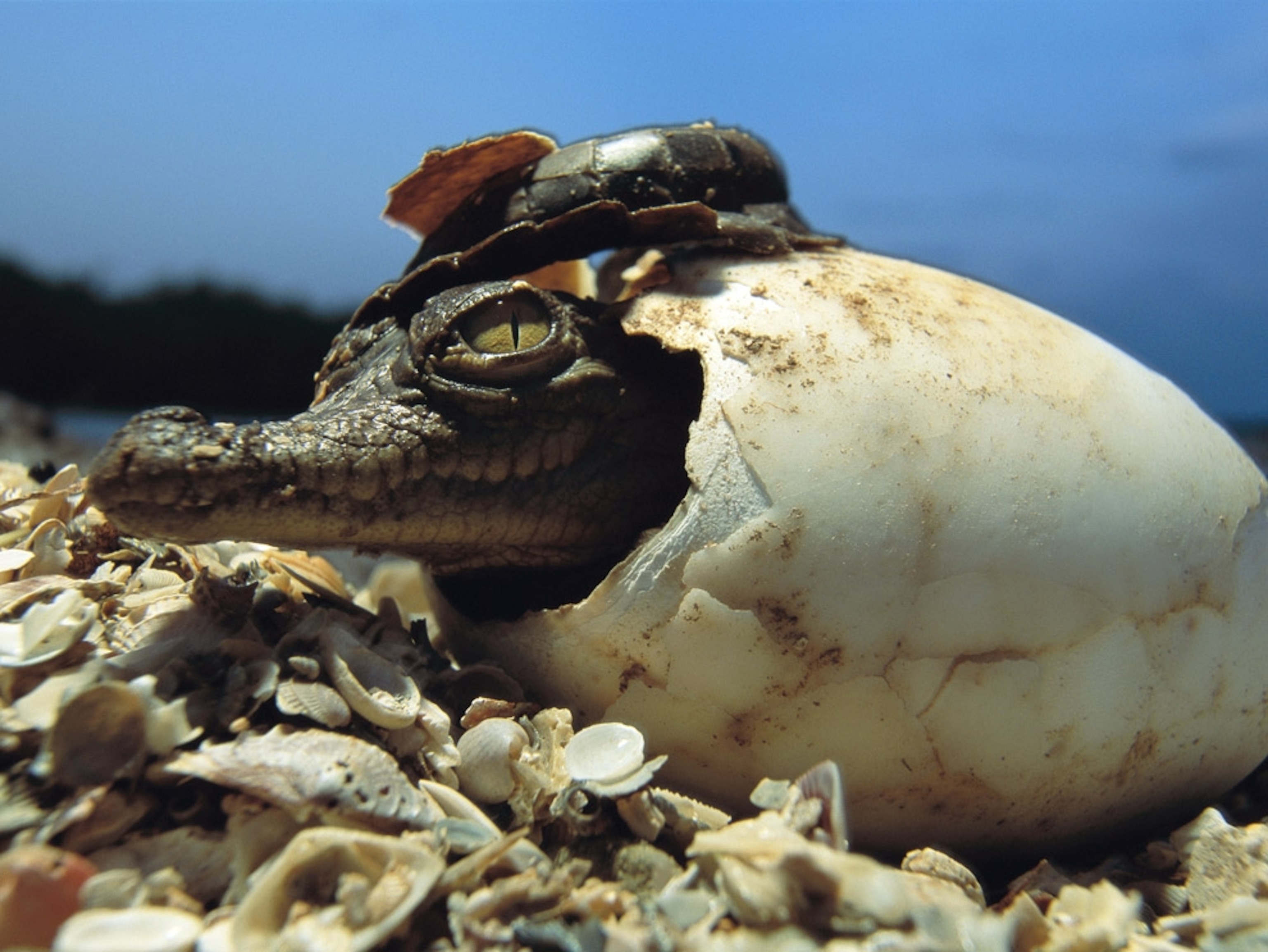 an American crocodile emerging from its eggshell
