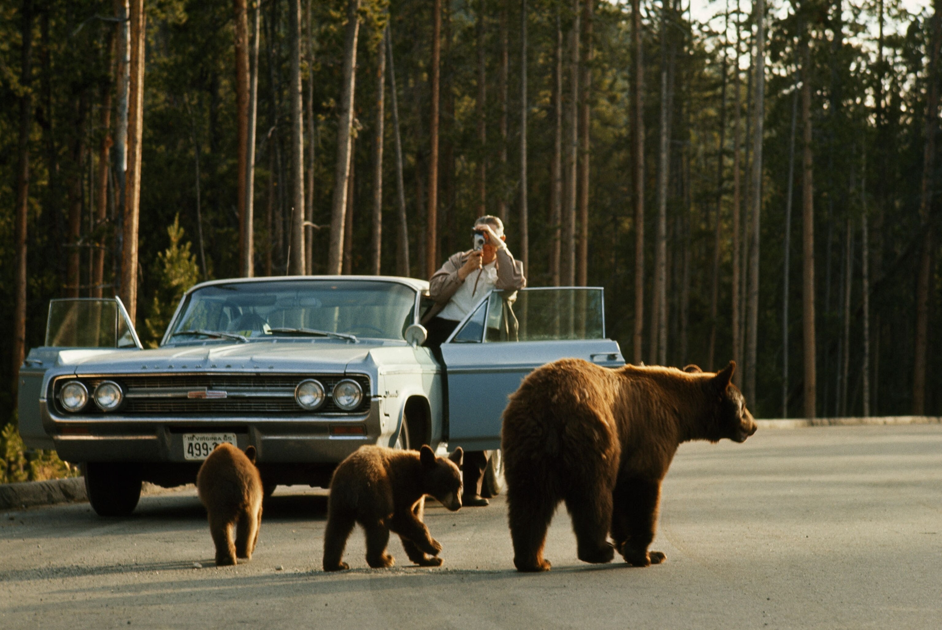 adult bear and cubs in road at national park.