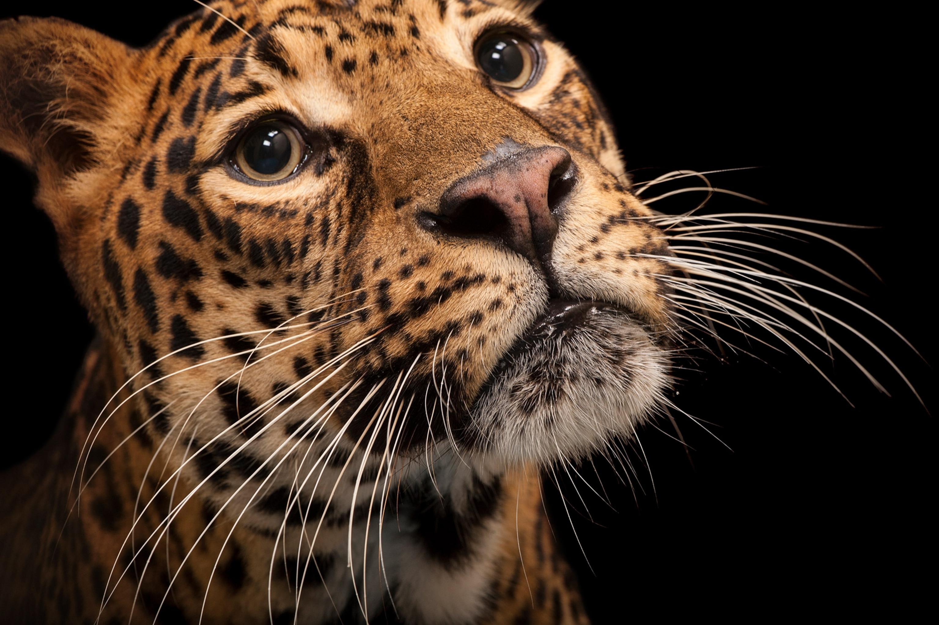 an Africa leopard