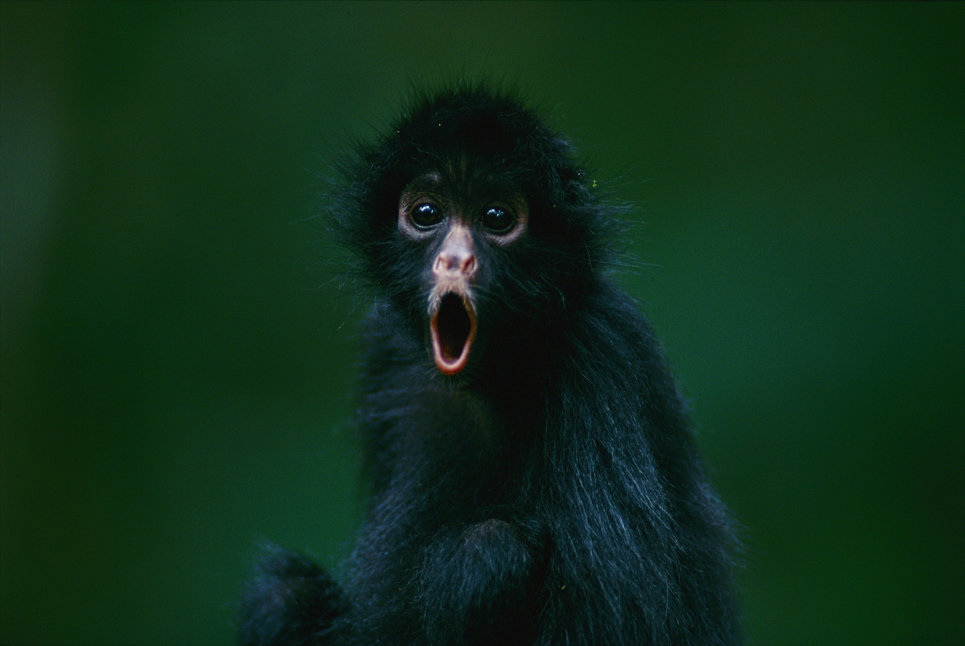 a spider monkey