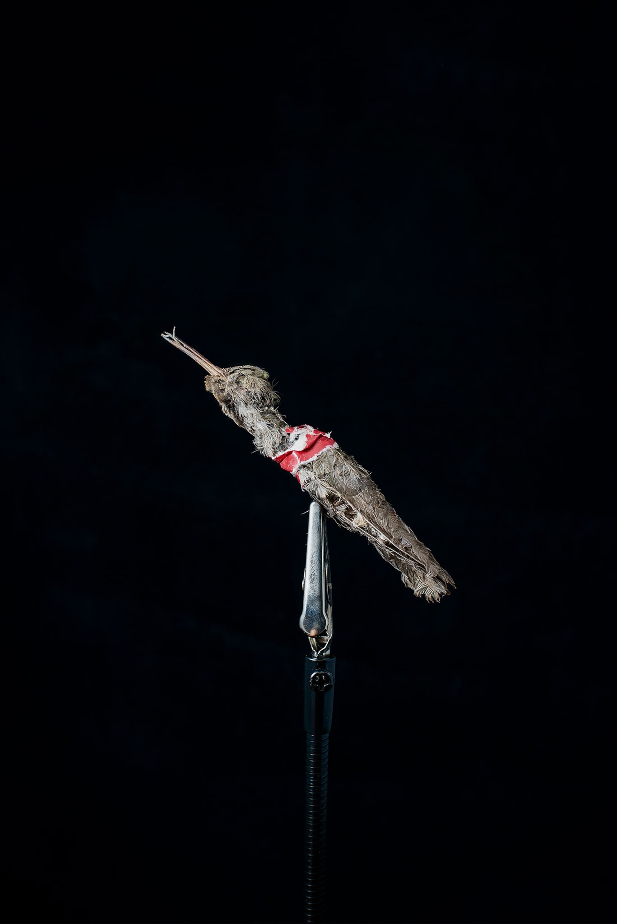 a dead hummingbird