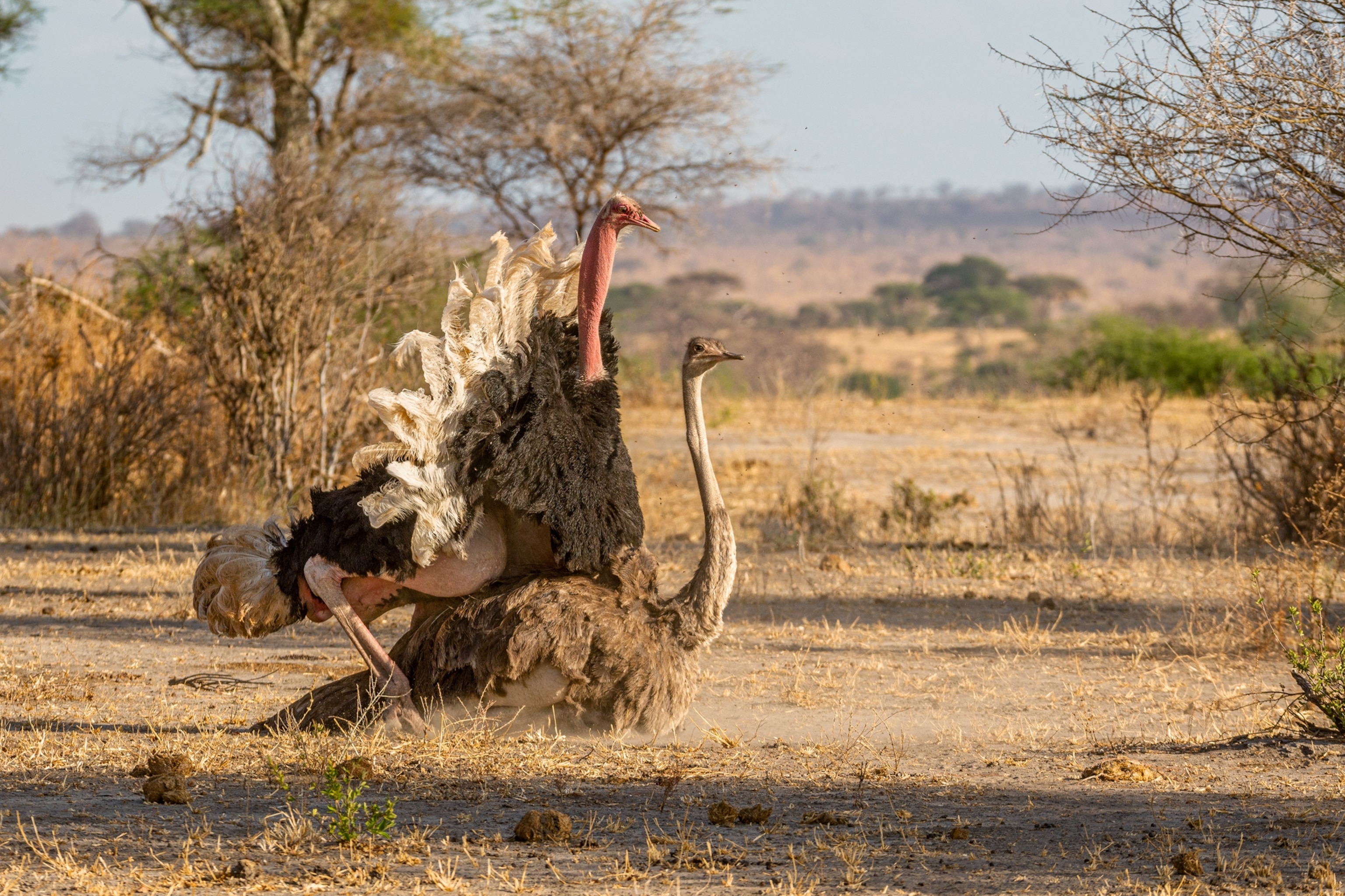 two mating ostriches.