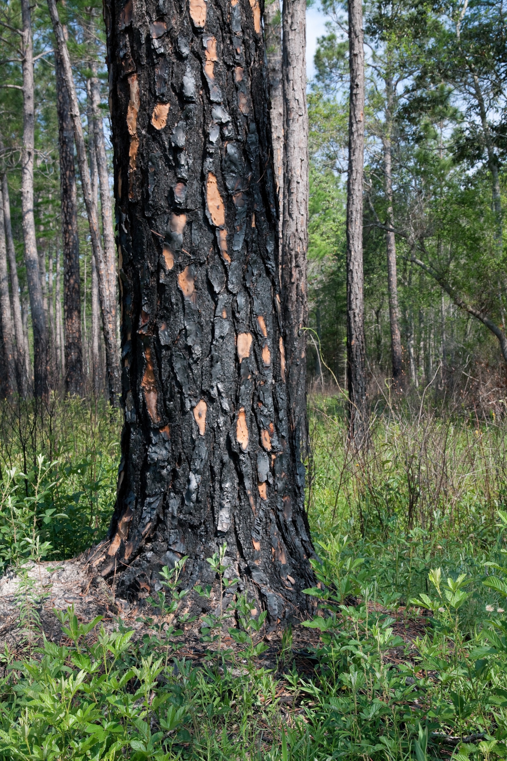 a tree trunk that is partially burned