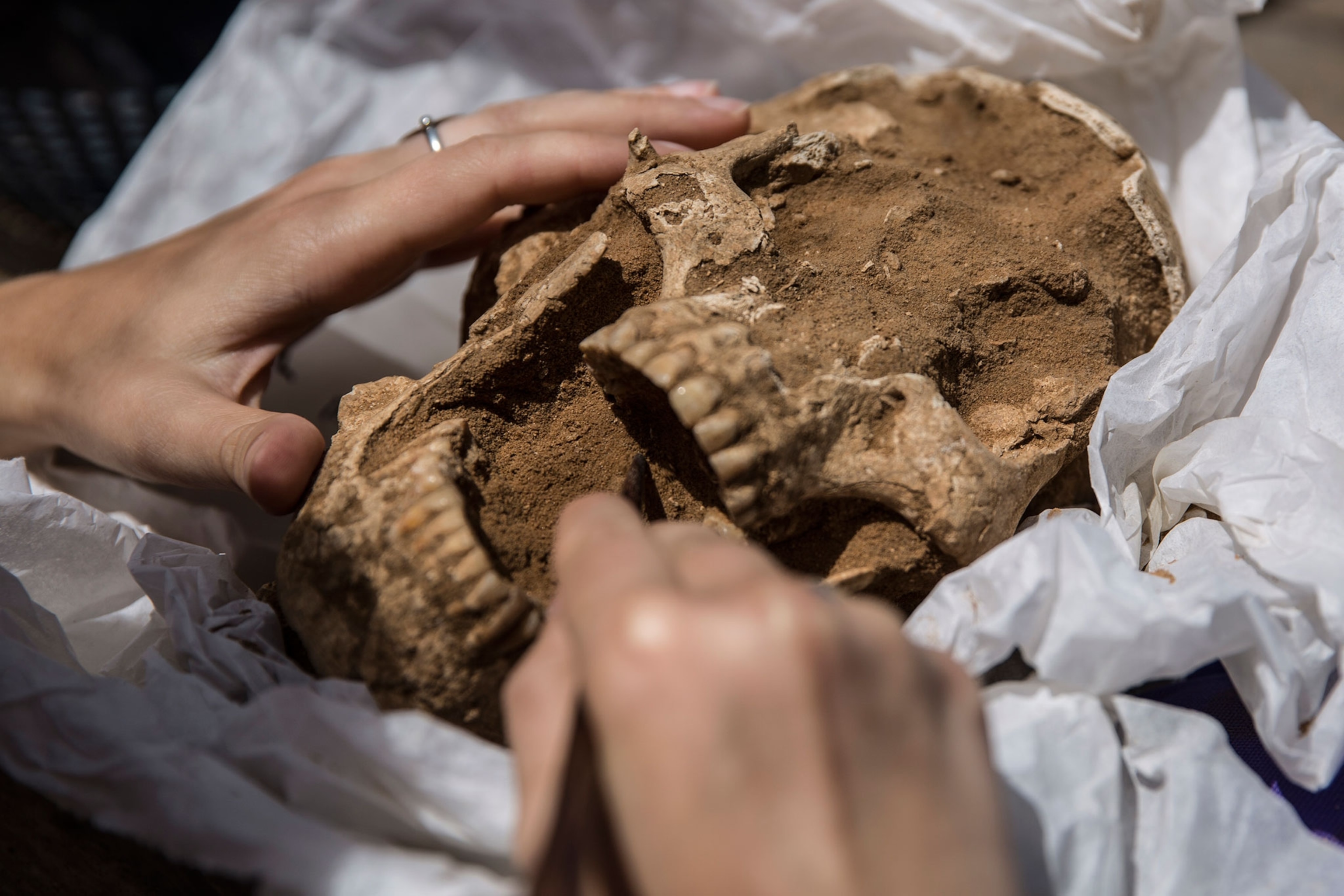 a skull from a Philistine cemetery in Ashkelon, Israel
