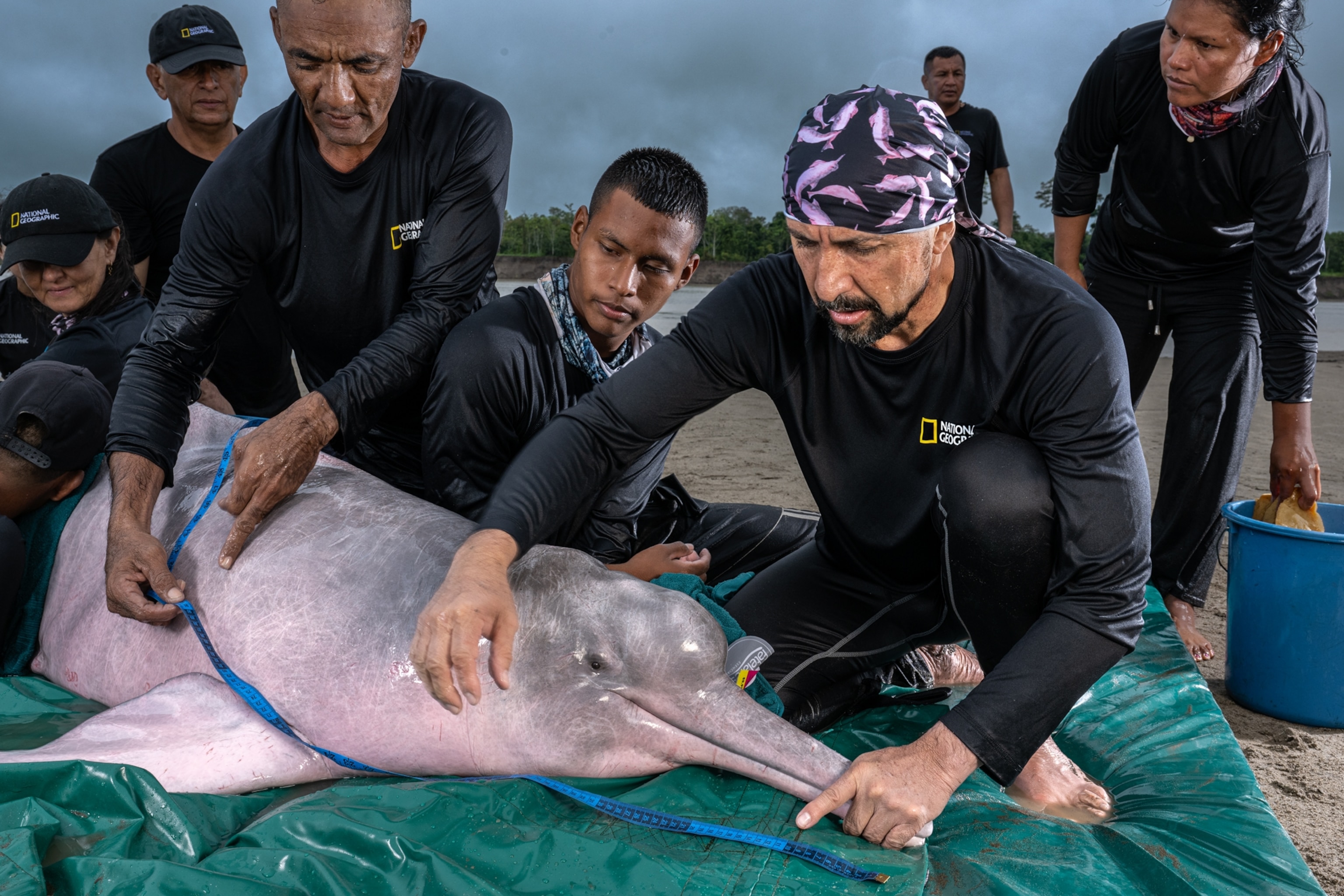 Group of people measuring dolphin.