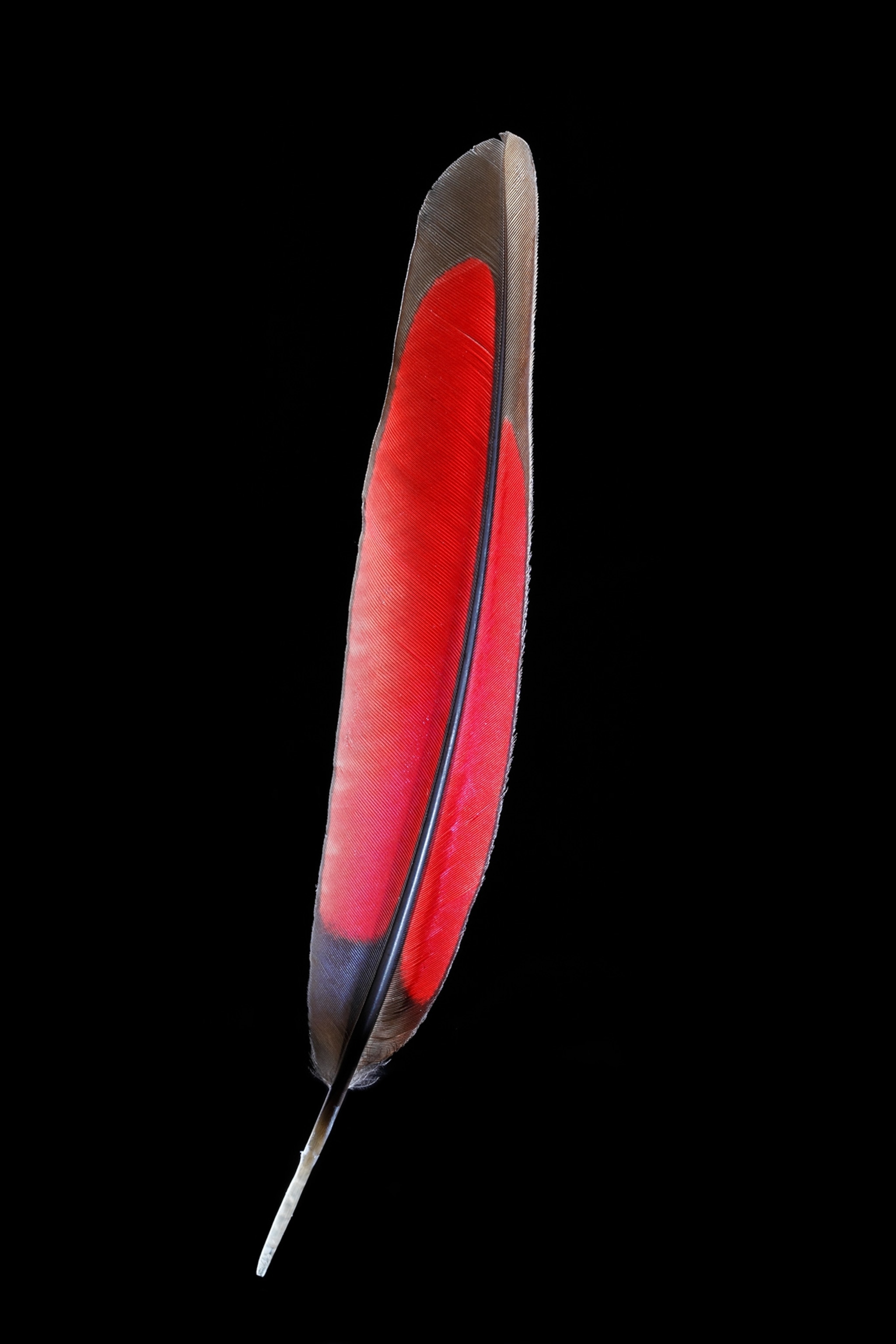 Red-crested Turaco feather