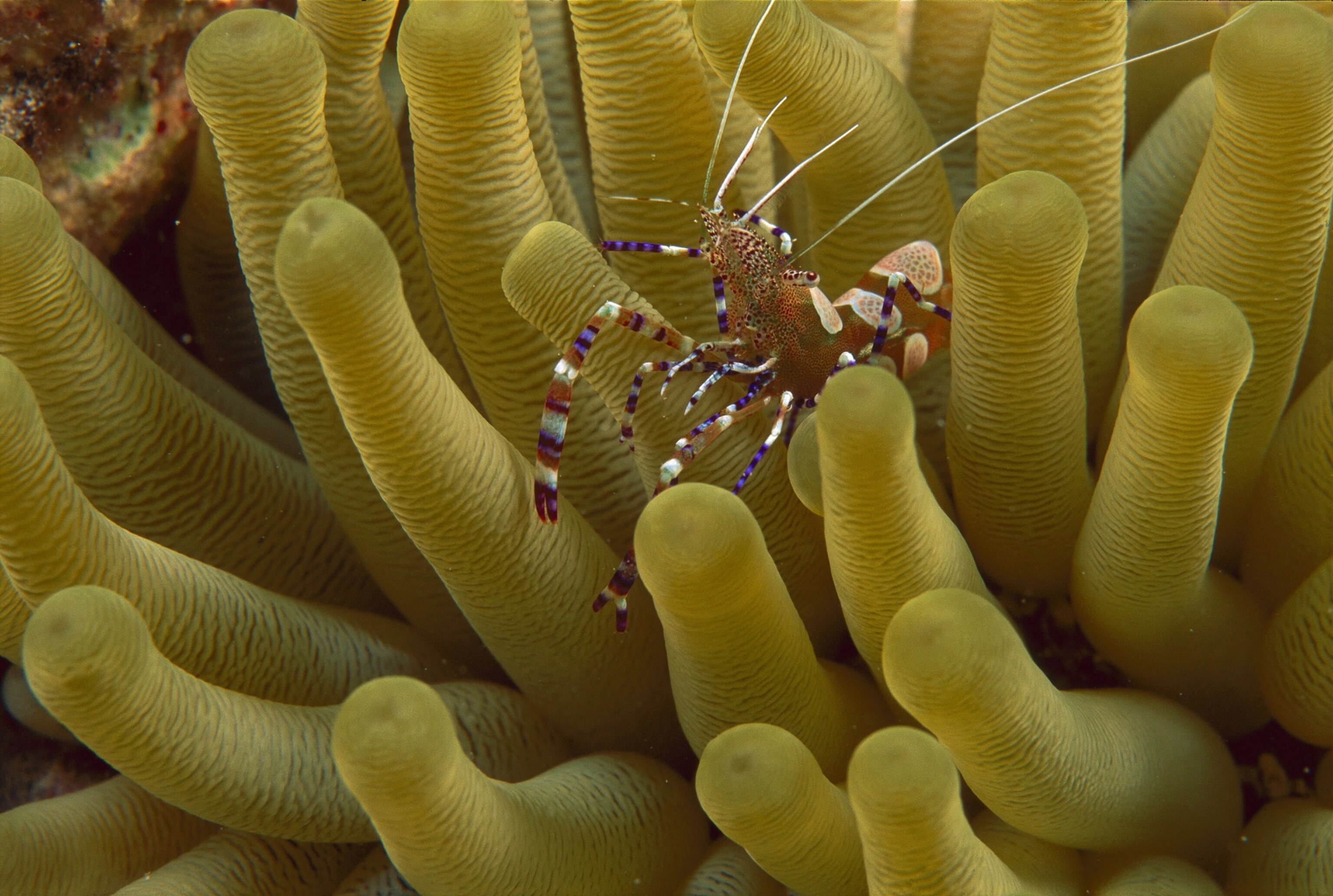 Spotted Cleaner Shrimp on anemone, Bonaire, Caribbean