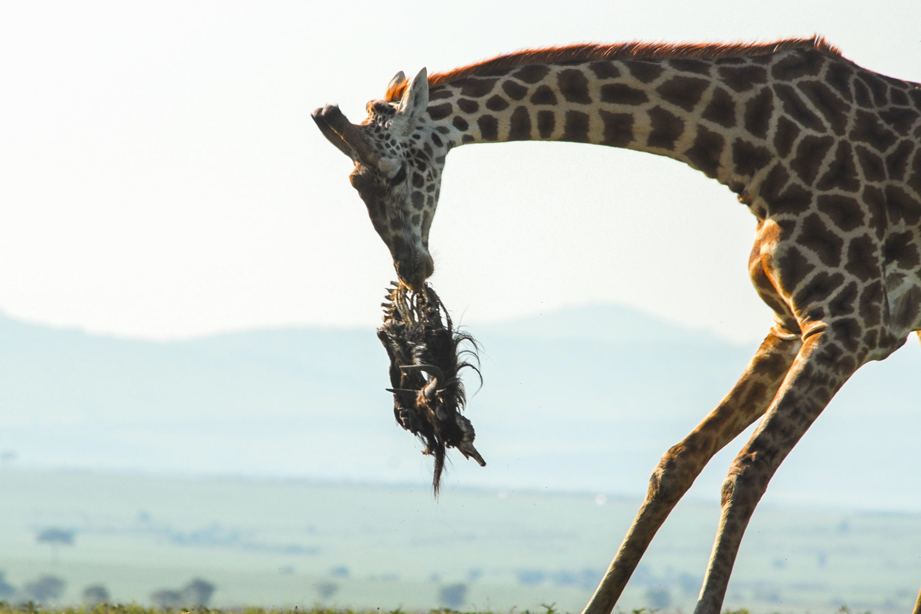 giraffes tossing a wildebeest carcass in the air