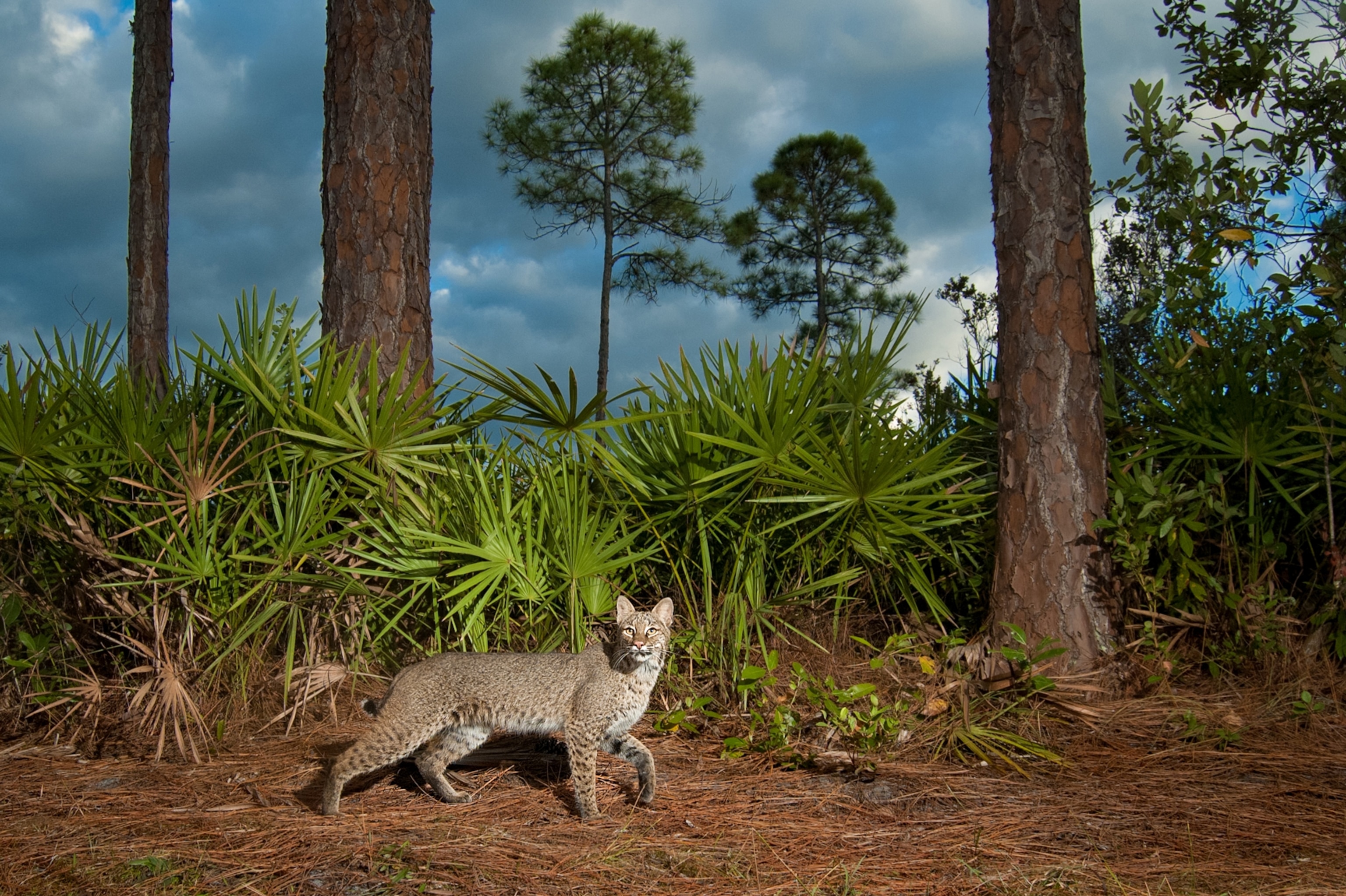 a bobcat bathed in light from a camera trap