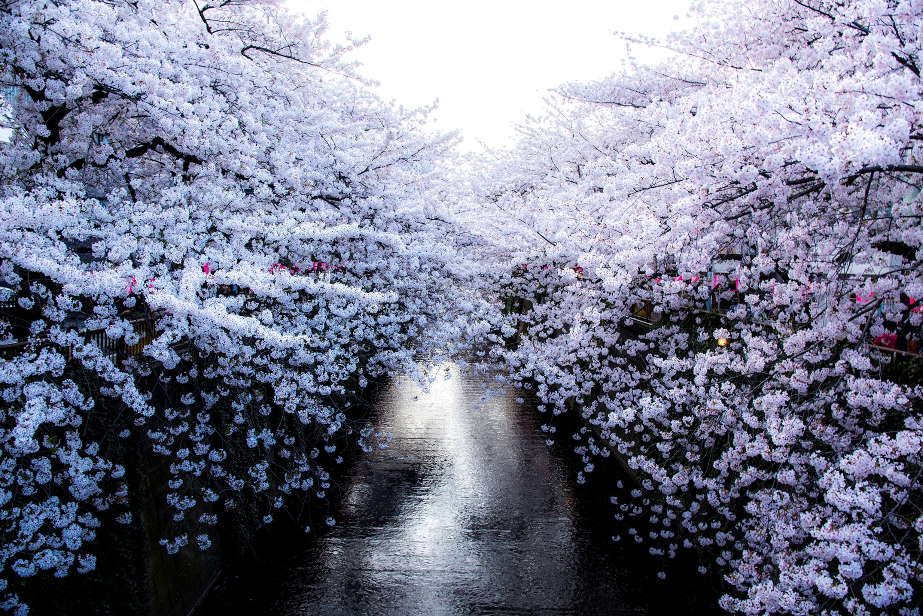 Cherry blossoms over a stream