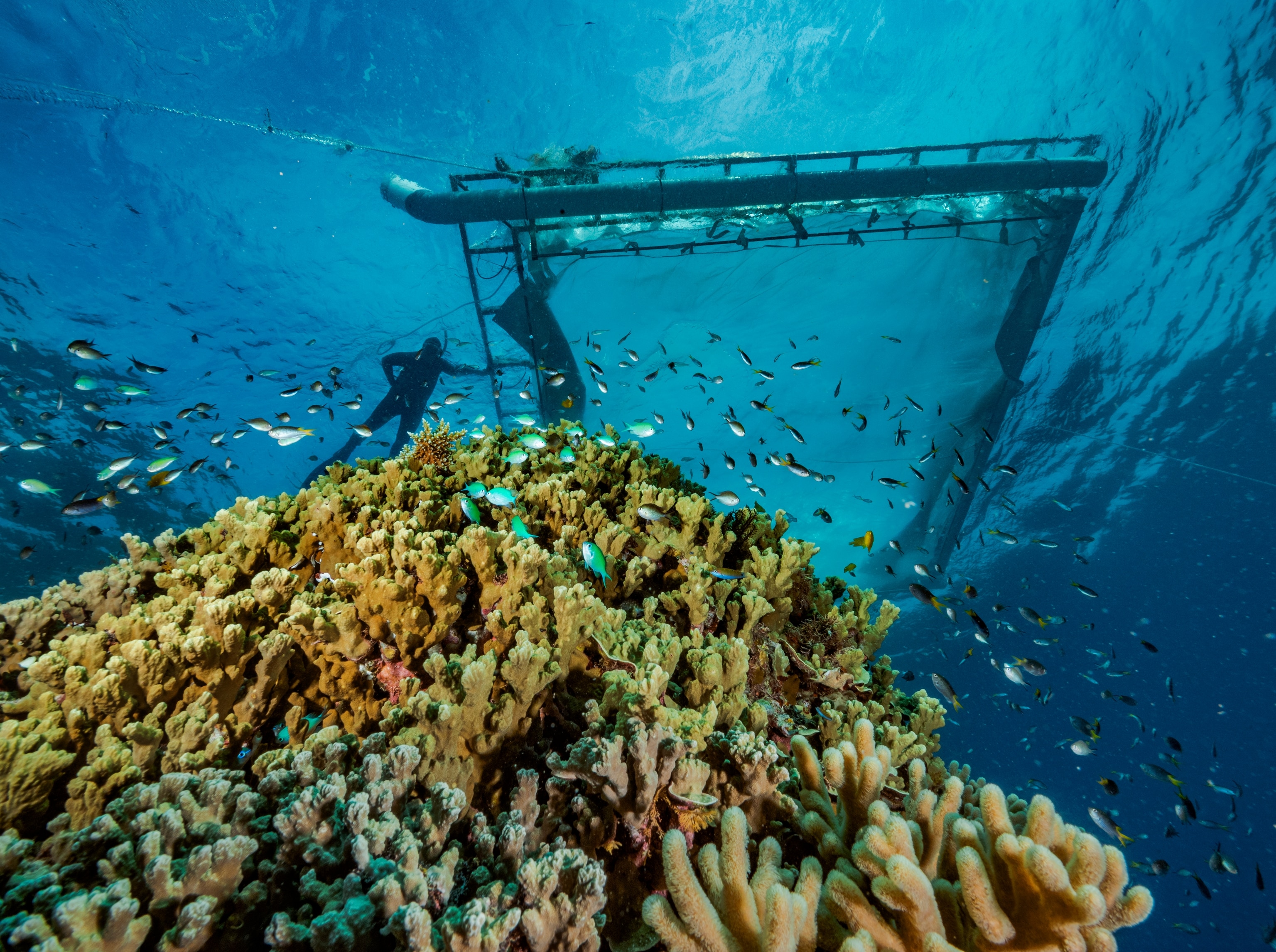 An ecologist prepares a collection net under water for the coming coral spawn at Moore Reef in the Great Barrier Reef