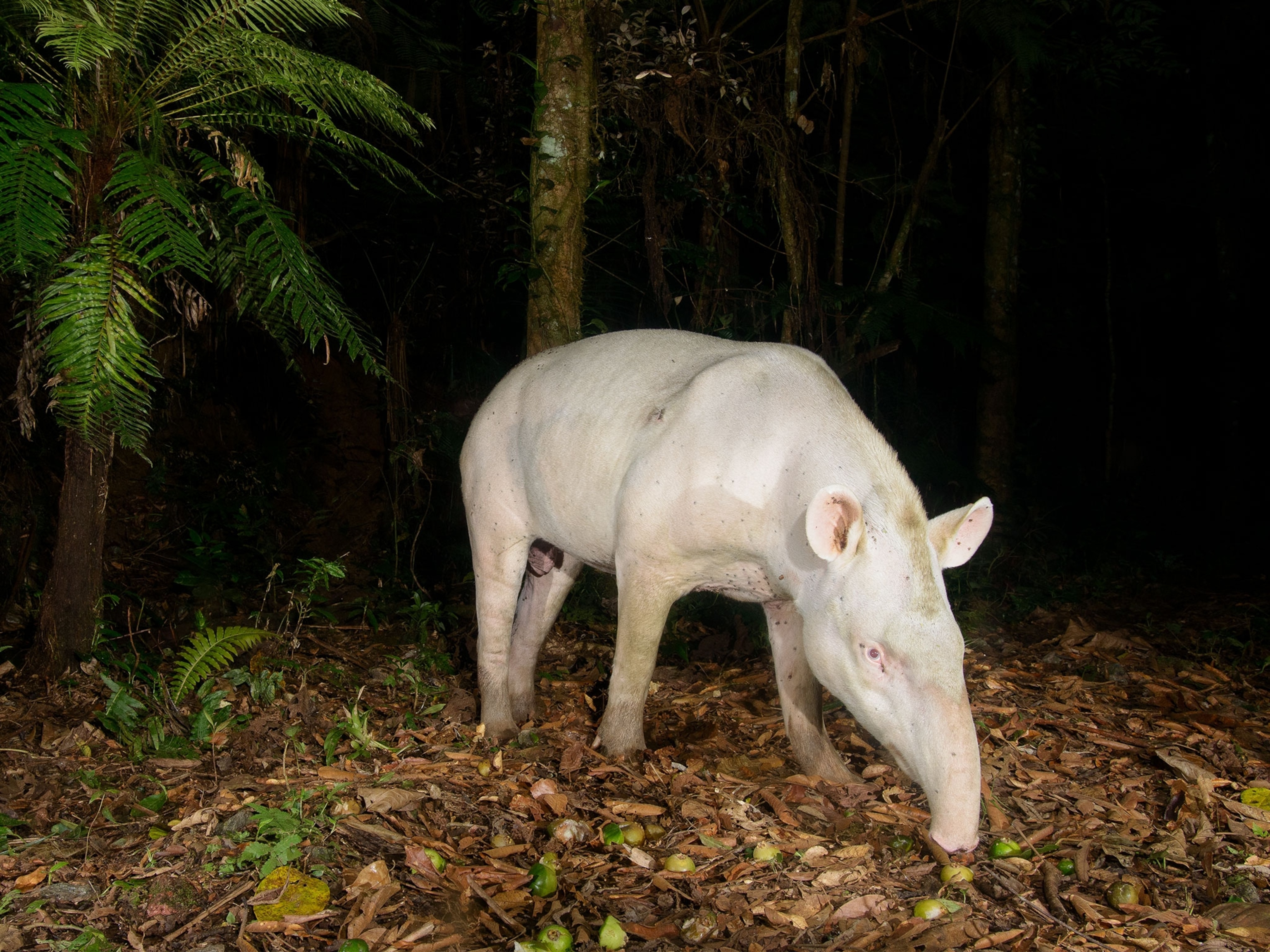 an albino tapir in Brazil