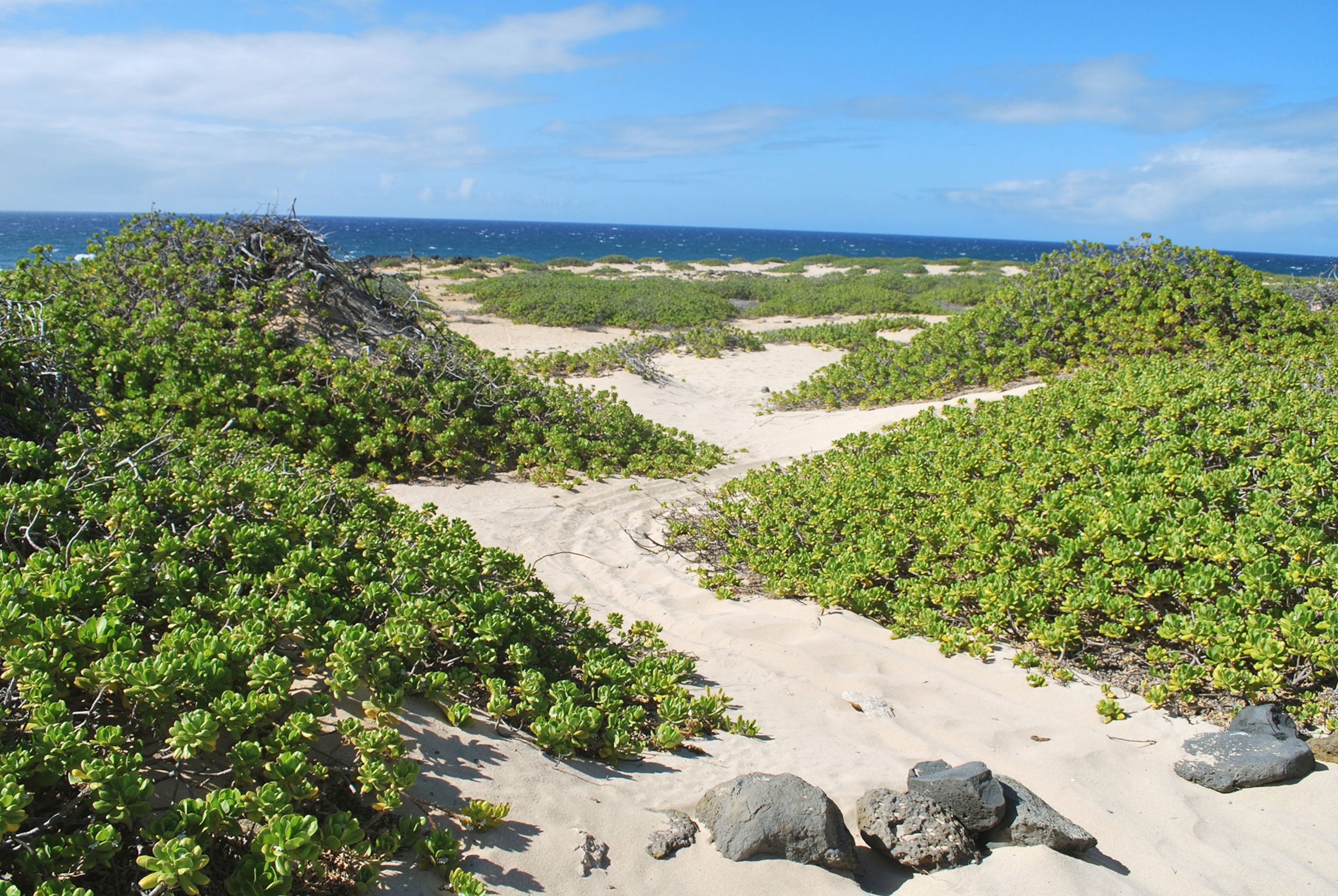 A sandy path with green, succulent-like plants on the sides, winds through sand dunes overlooking the ocean.