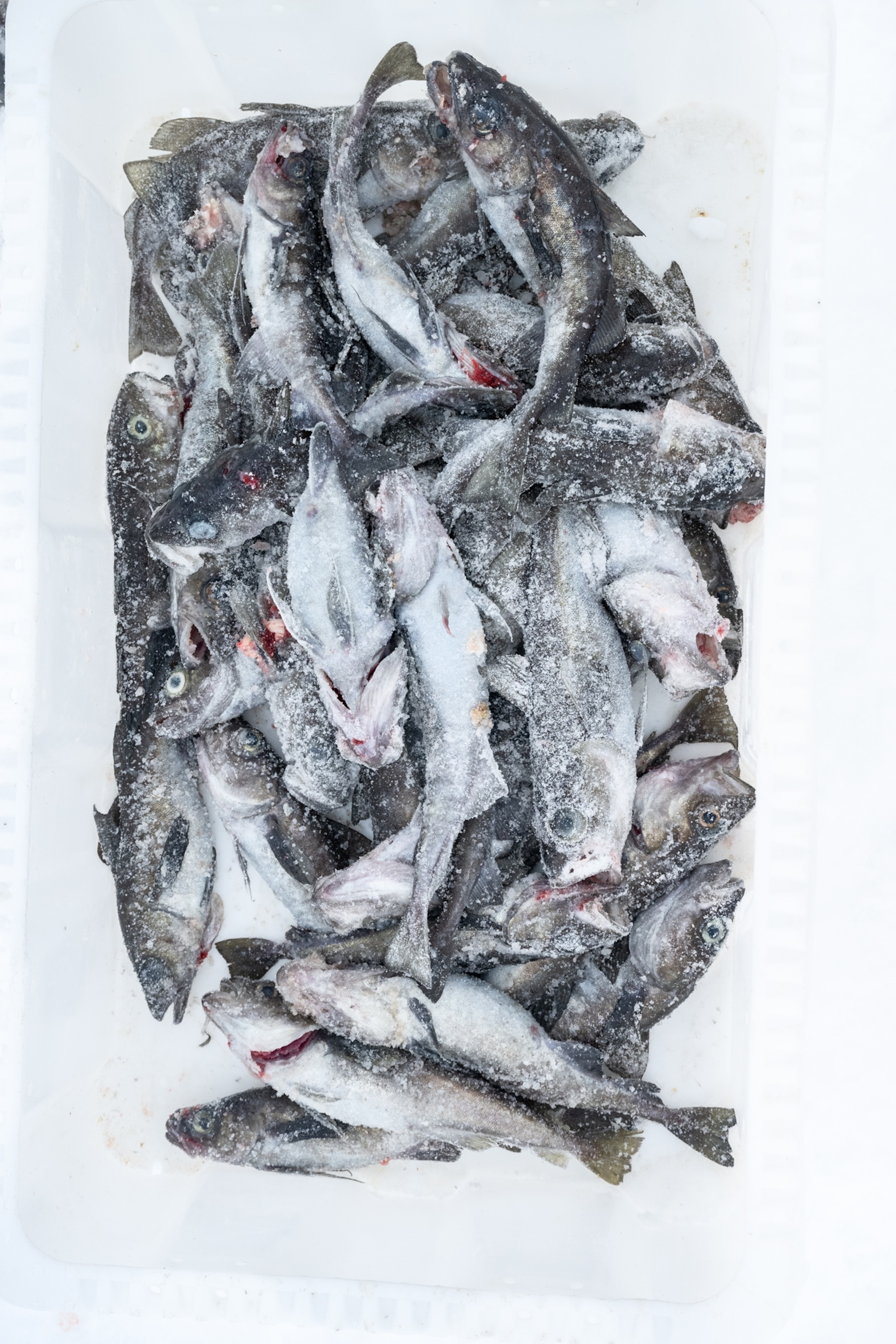 A rectangular pile of icy caught cod.