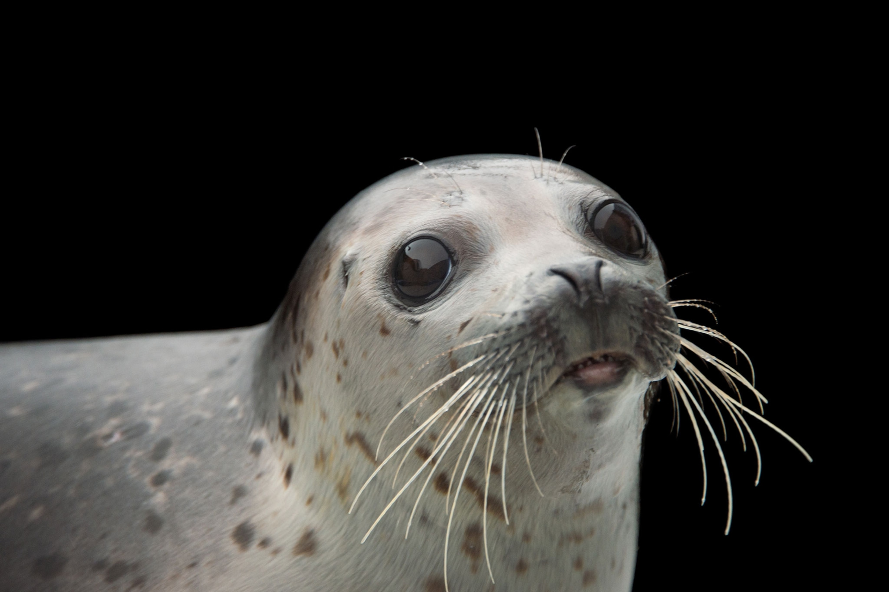 a spotted seal