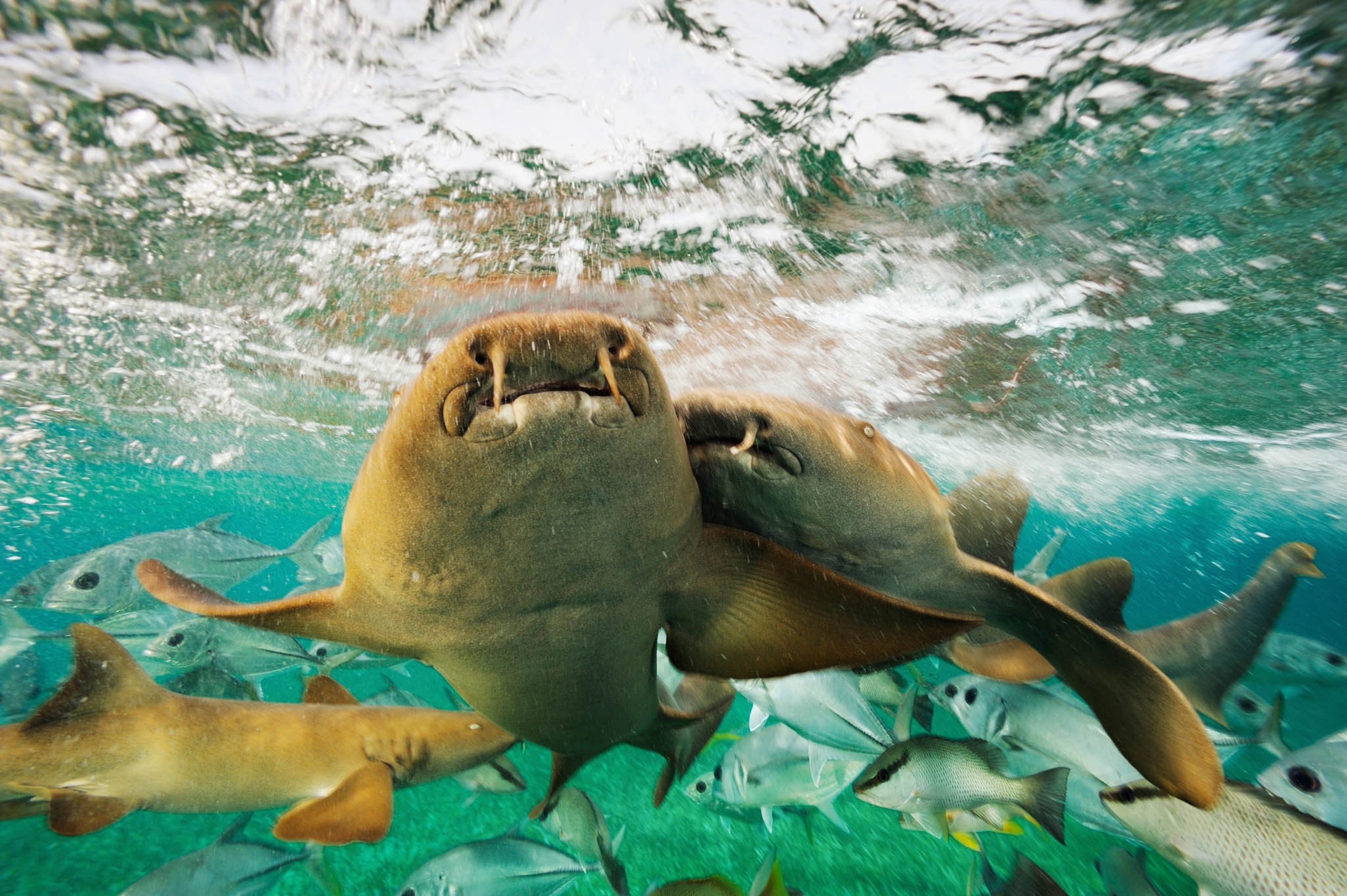 Nurse sharks in Hoi Chan Marine Reserve.