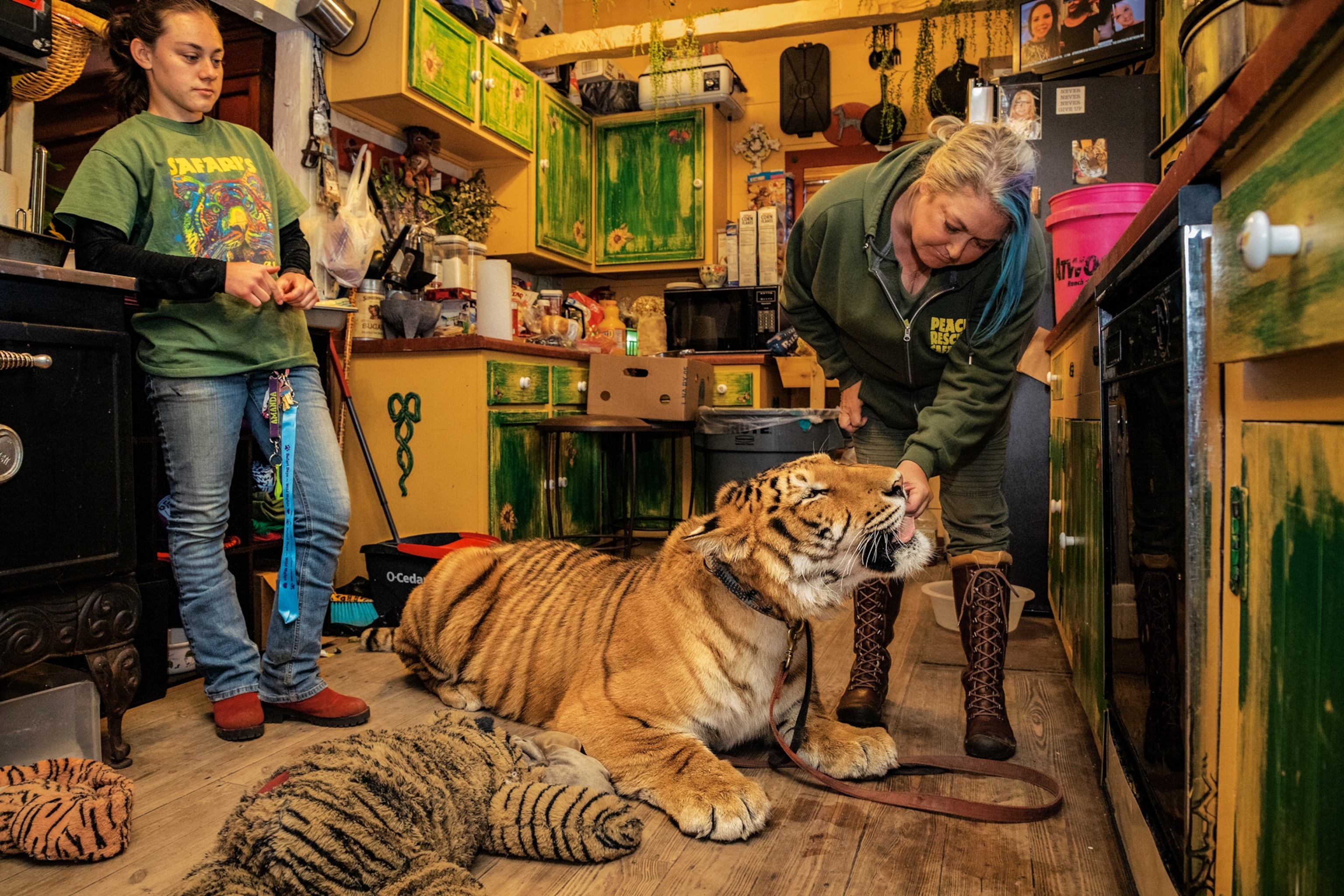 a Ti-Liger on the floor of a kitchen while his owner holds chicken to his mouth