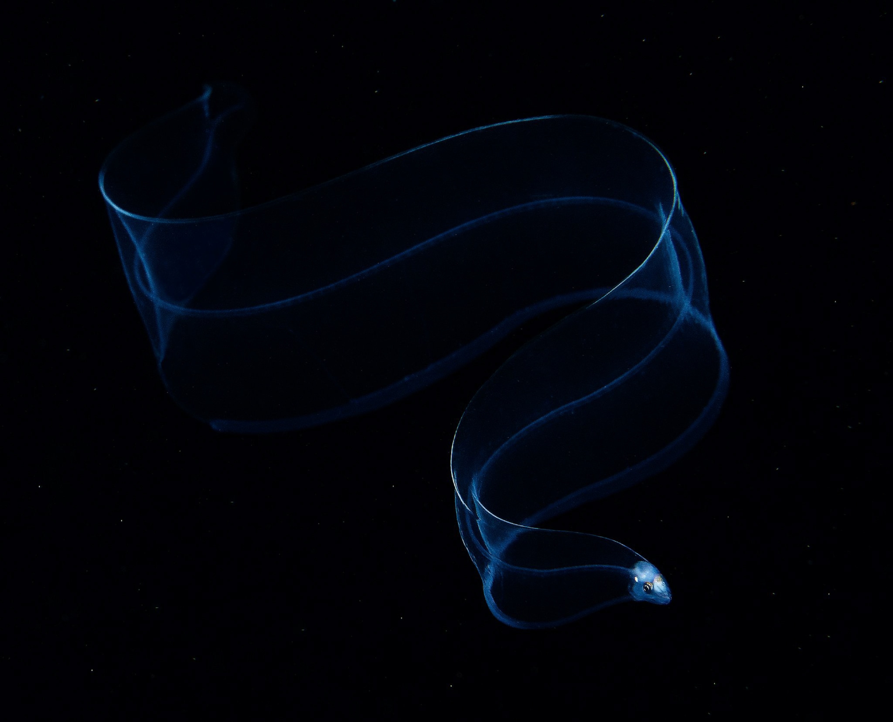 eel