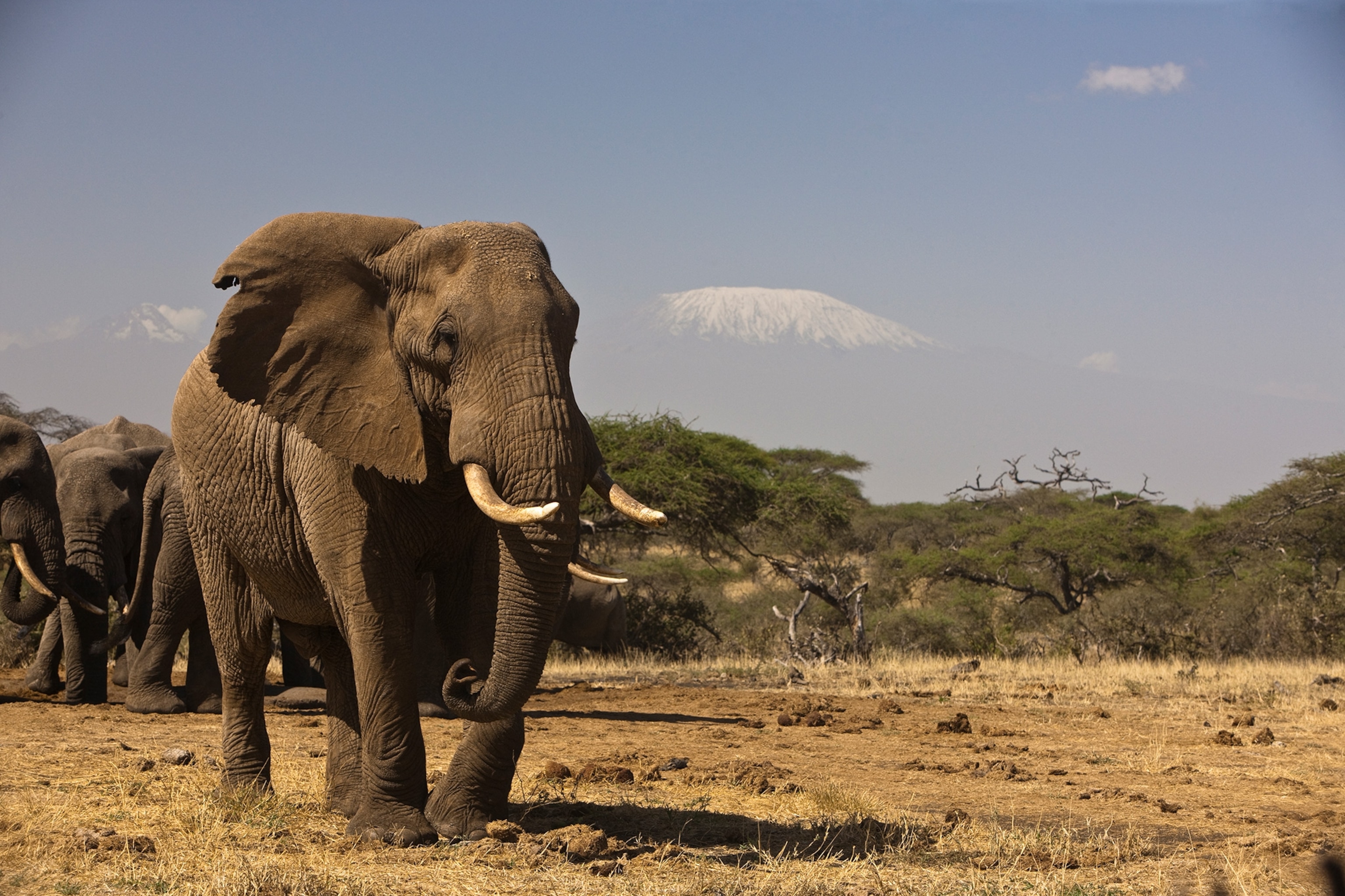 elephants