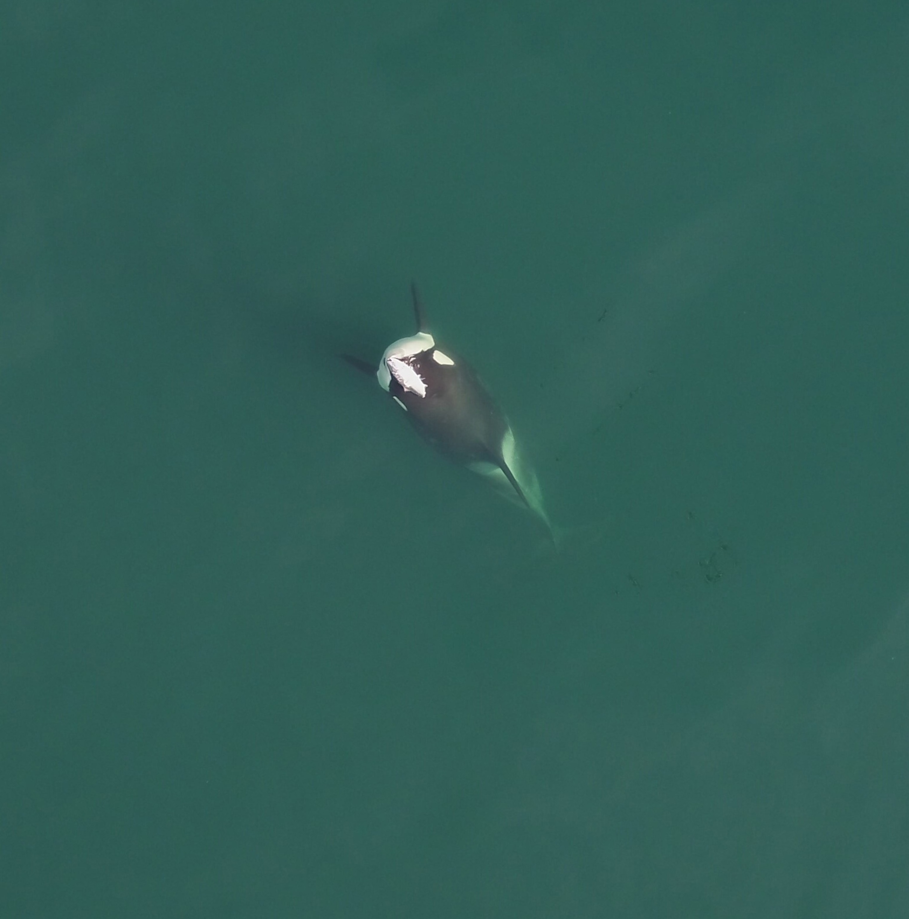An orca can be seen in water with a fish on its head