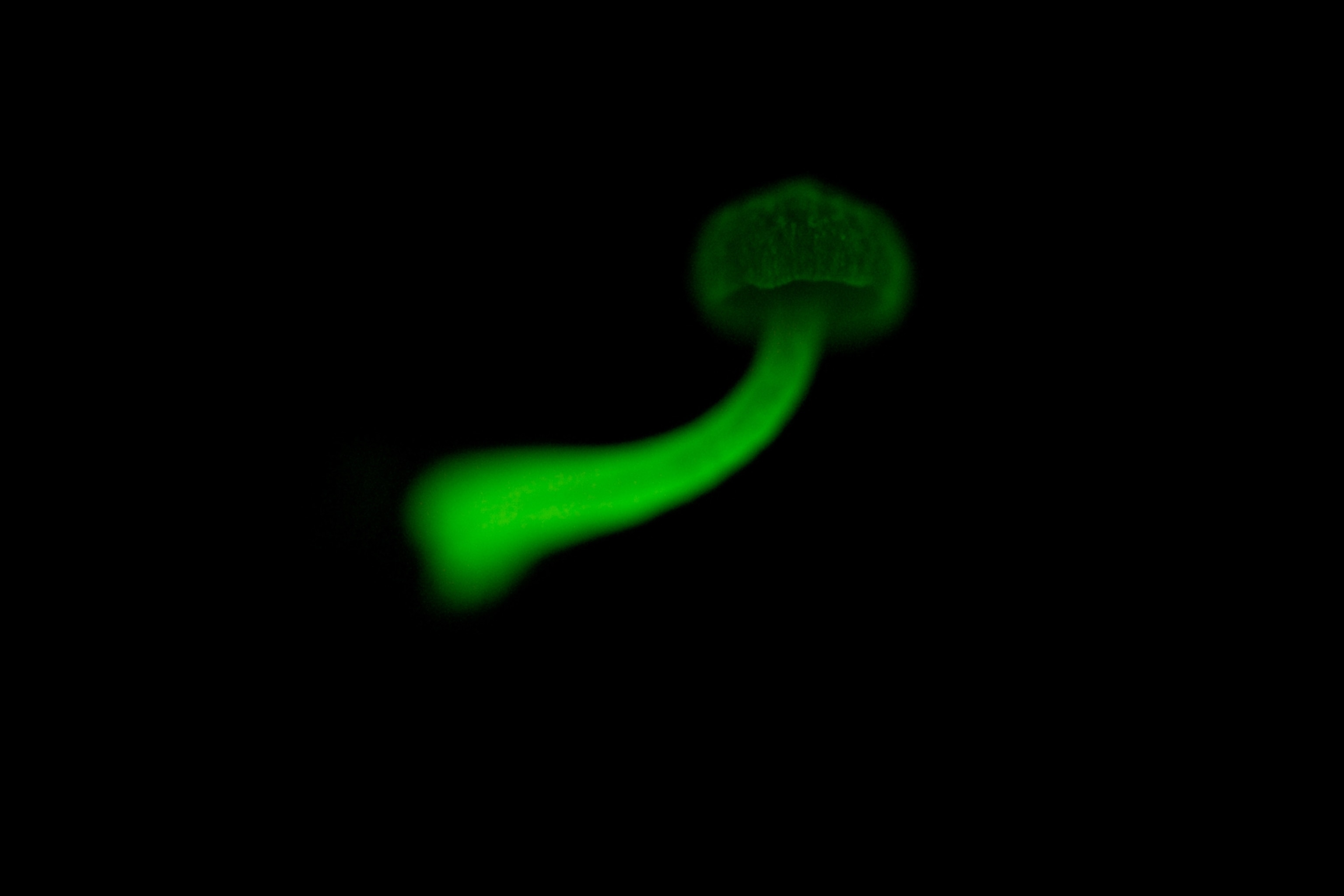 A glowing Mycena mushroom against a black background.