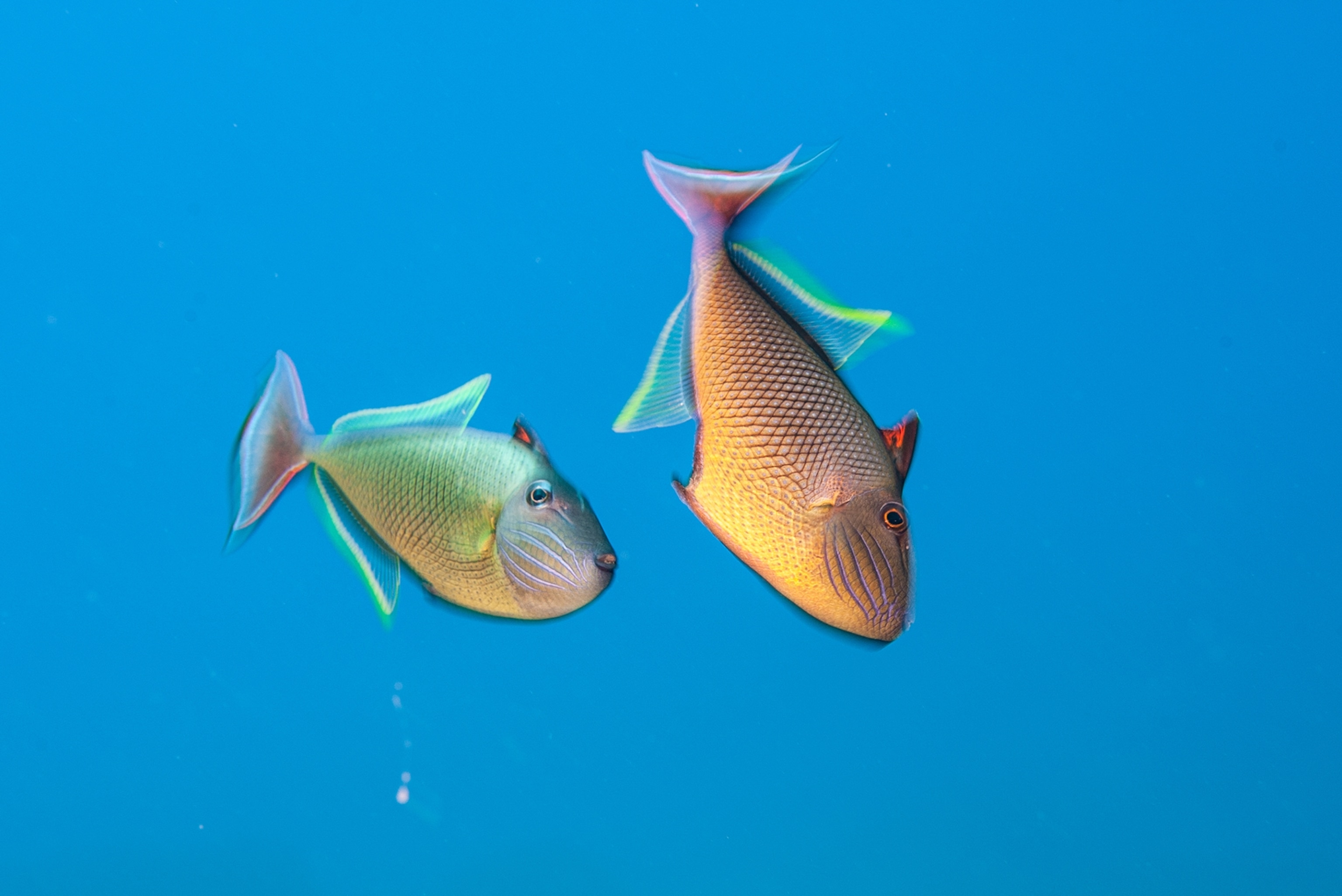 two fish in perfectly blue water.