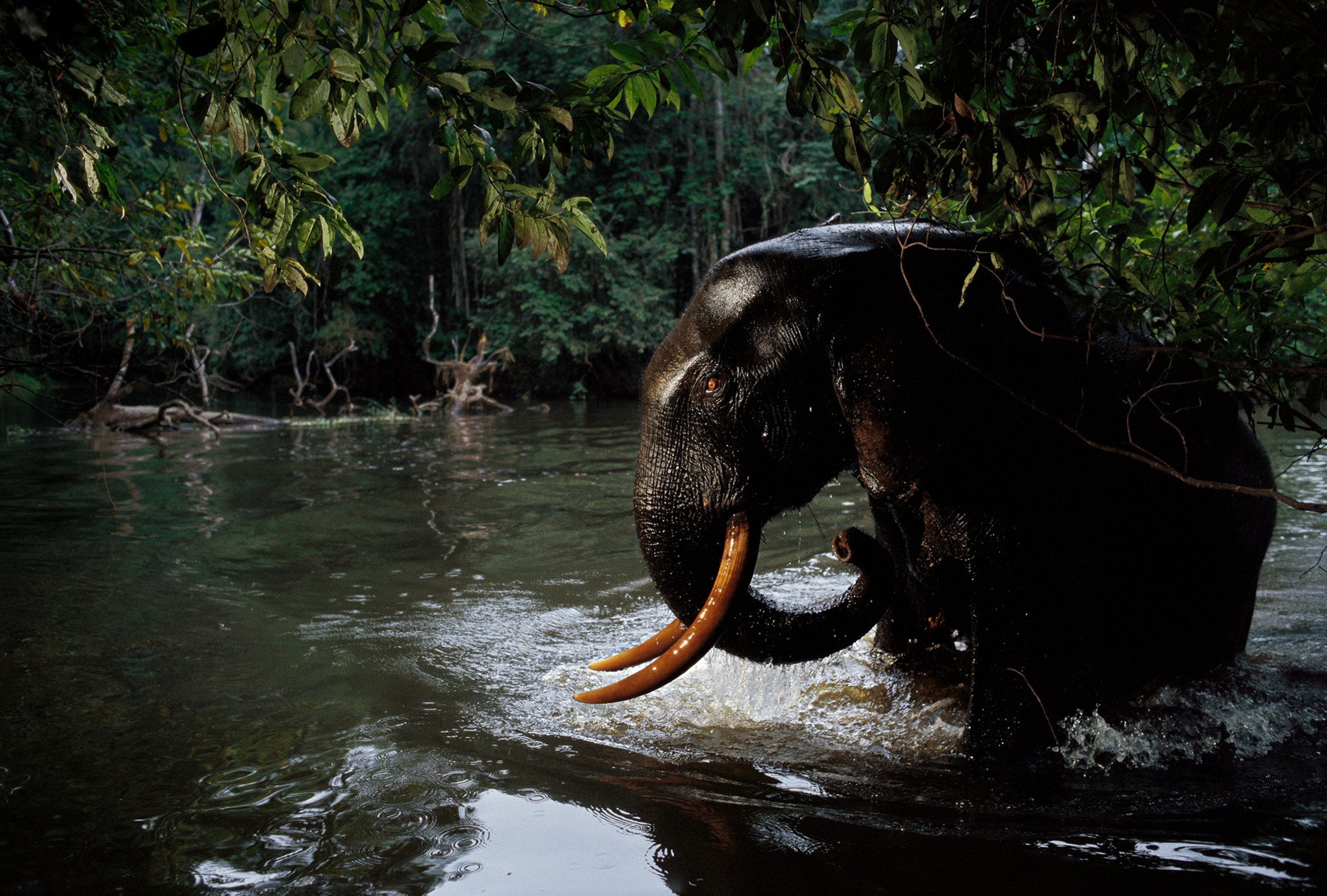 An Elephant sits in river.