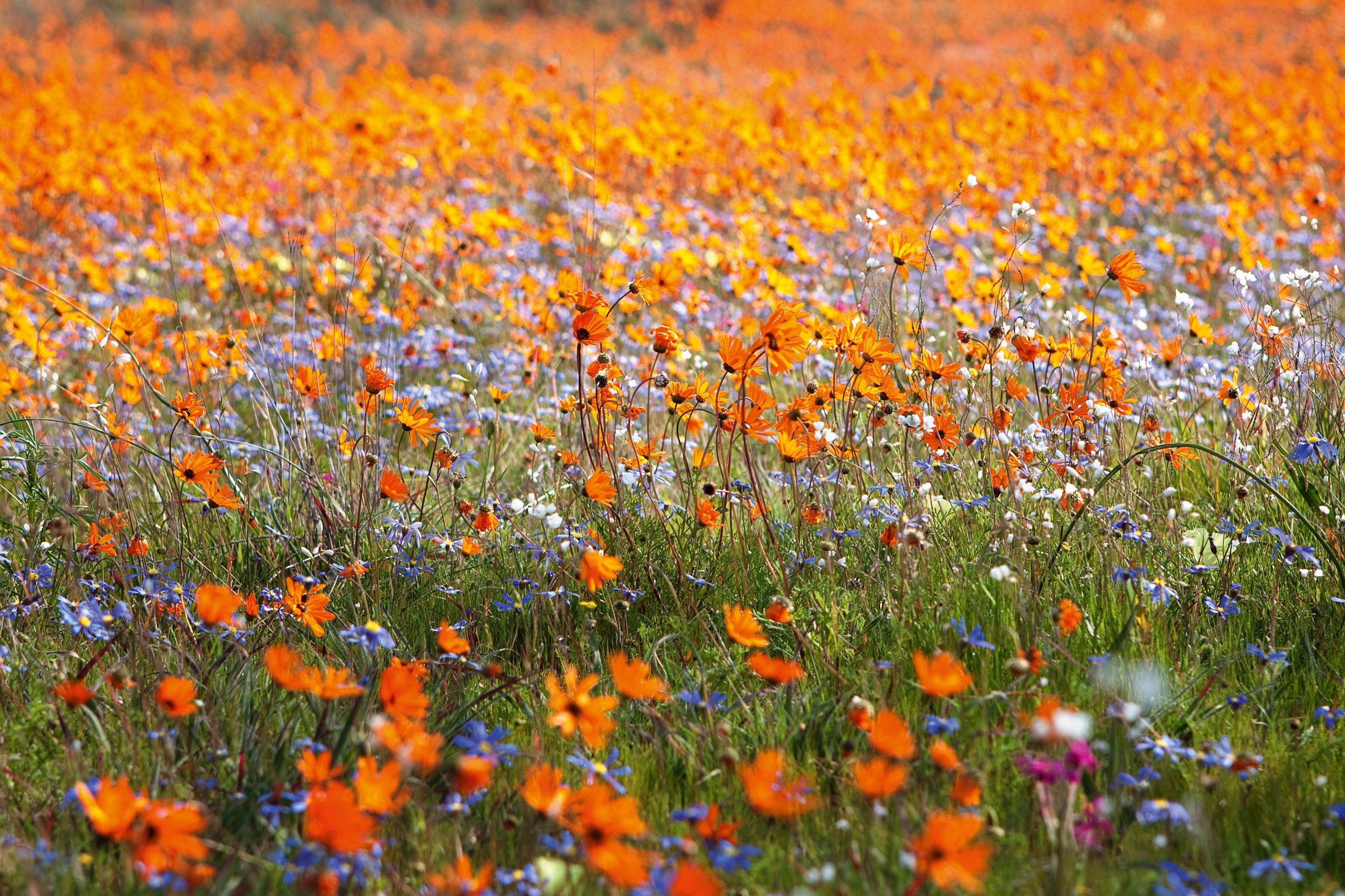 Field of flowers