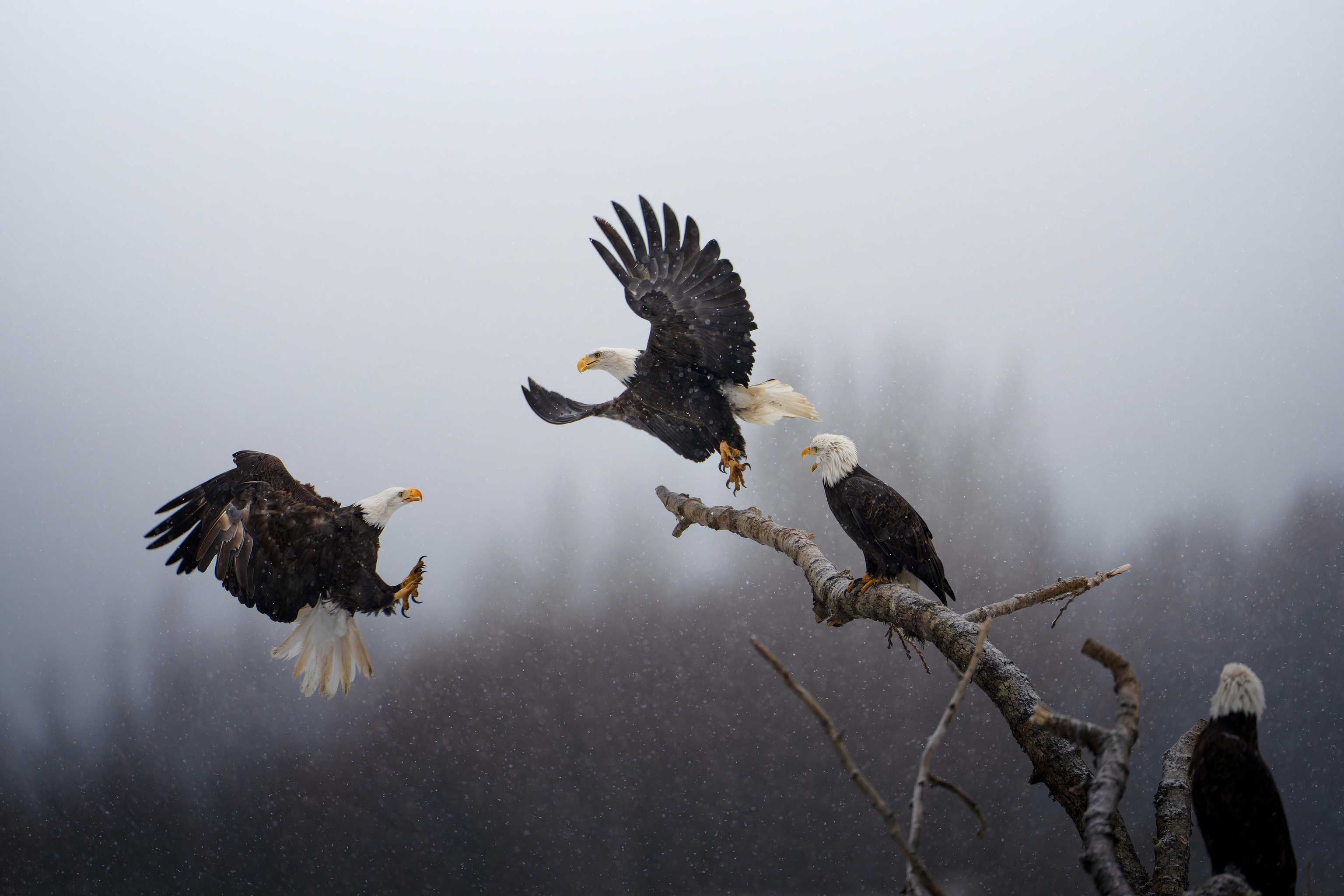 A bald eagle arrives to steal a perch on a tree log that offers a strategic view of the shoreline at the Chilkat Bald Eagle Preserve in Alaska