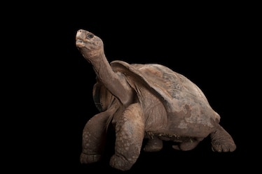 a Galápagos tortoise