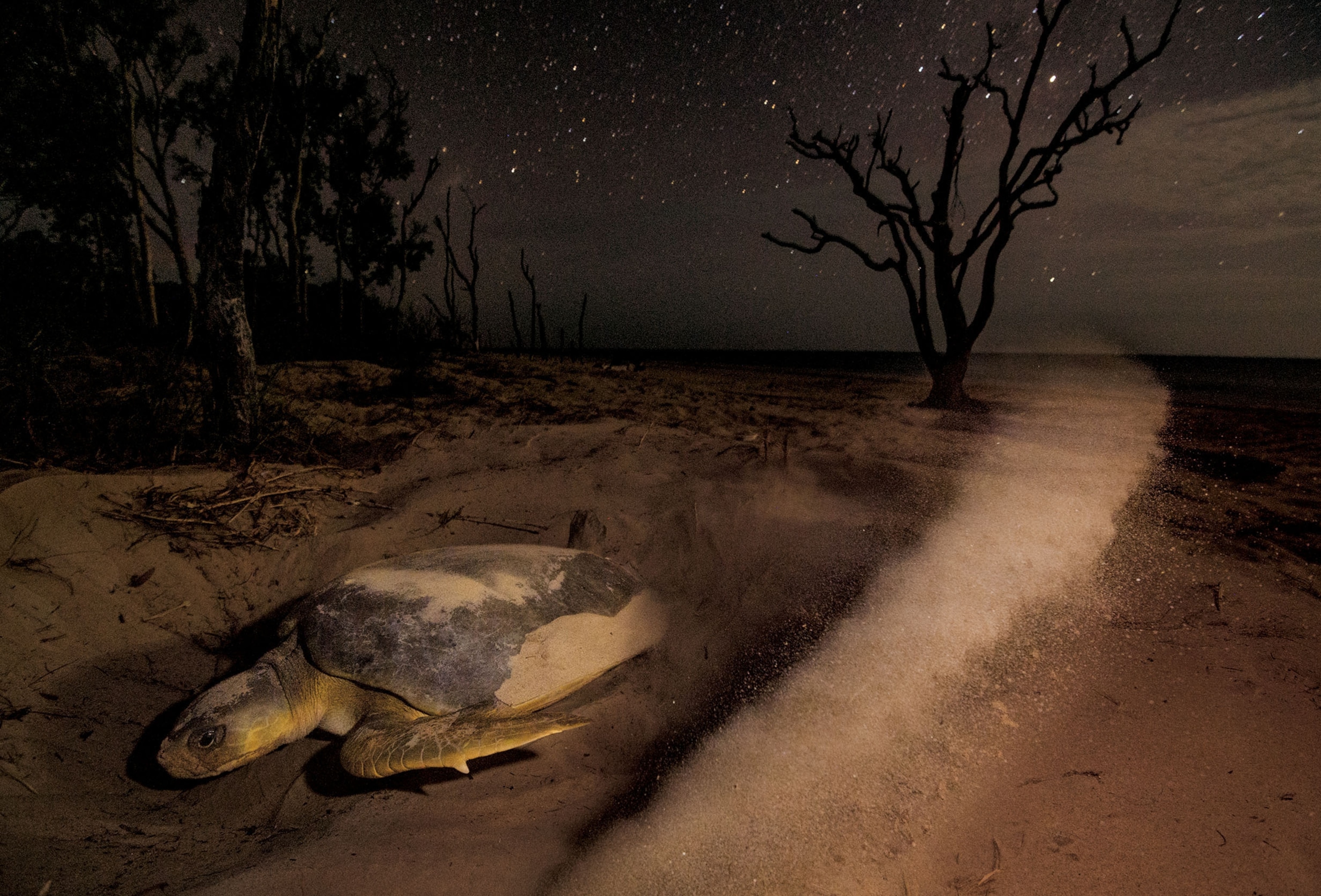 a flatback sea turtle digging to nest along the coast of Crab Island