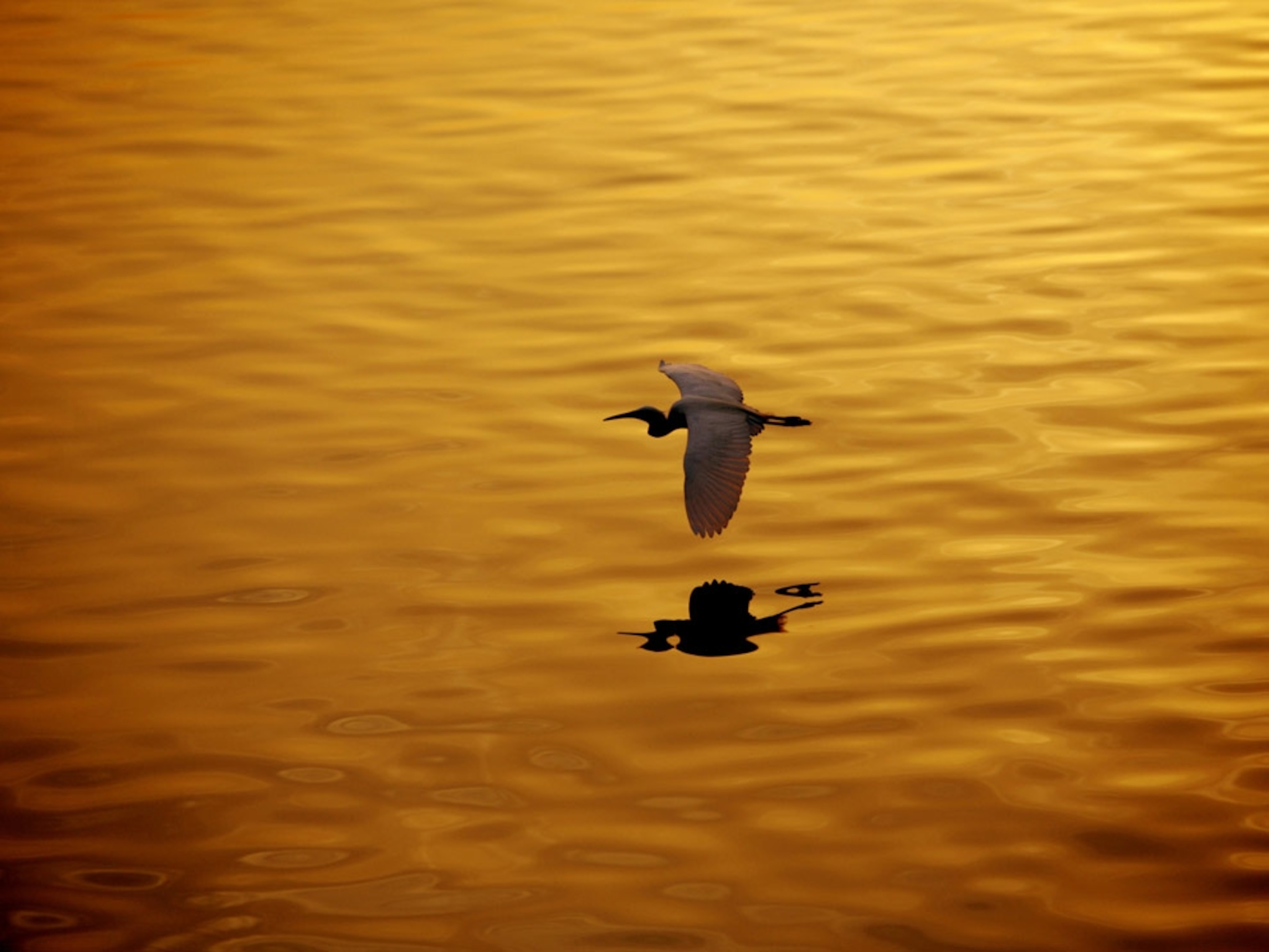 Bird flying low over water at sunset
