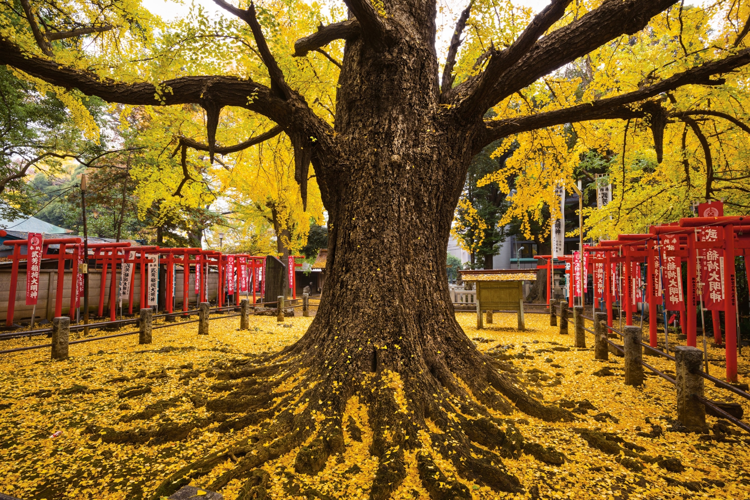 a tree with yellow leaves and yellow leaves covering the ground