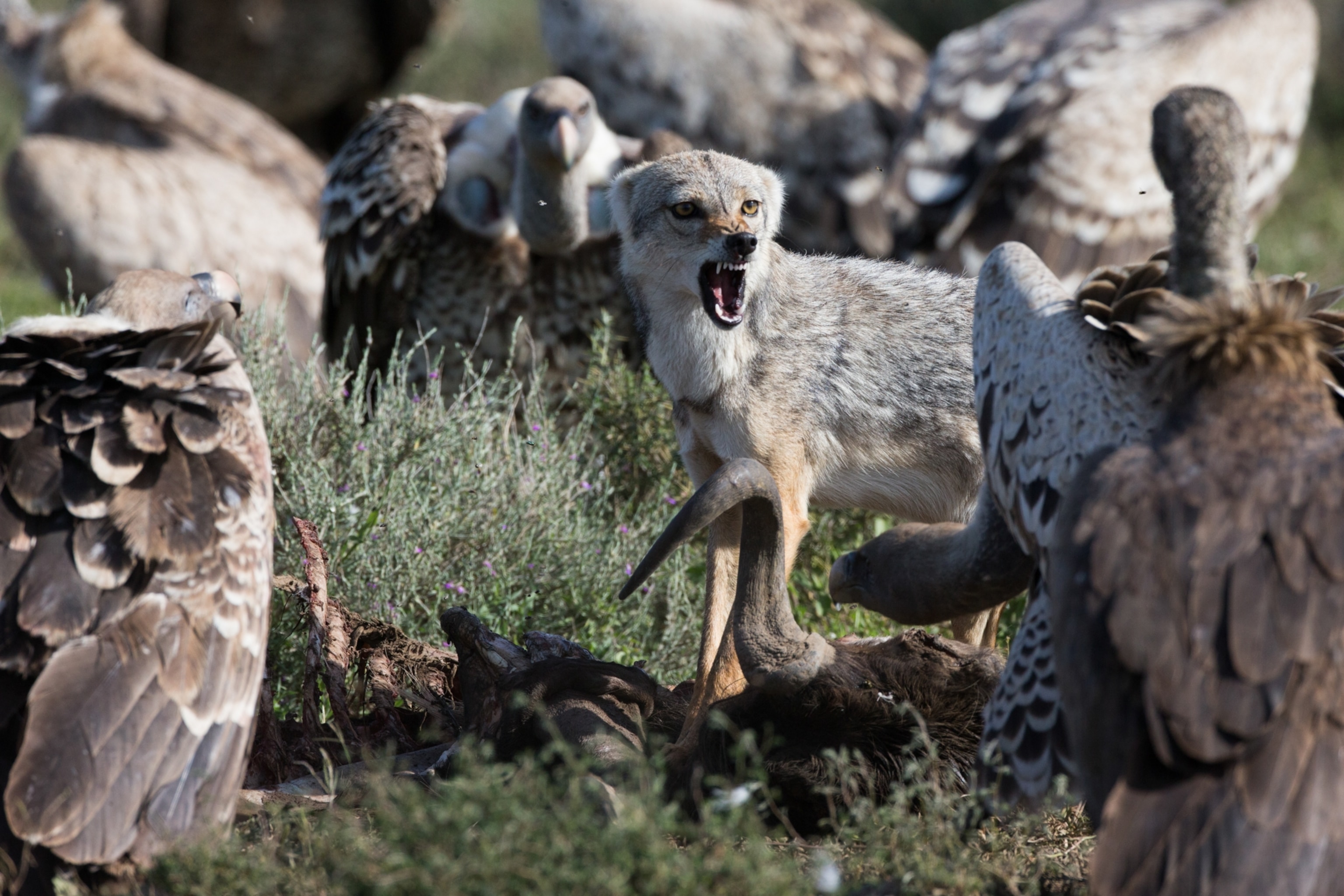 A jackal shows vultures their teeth.
