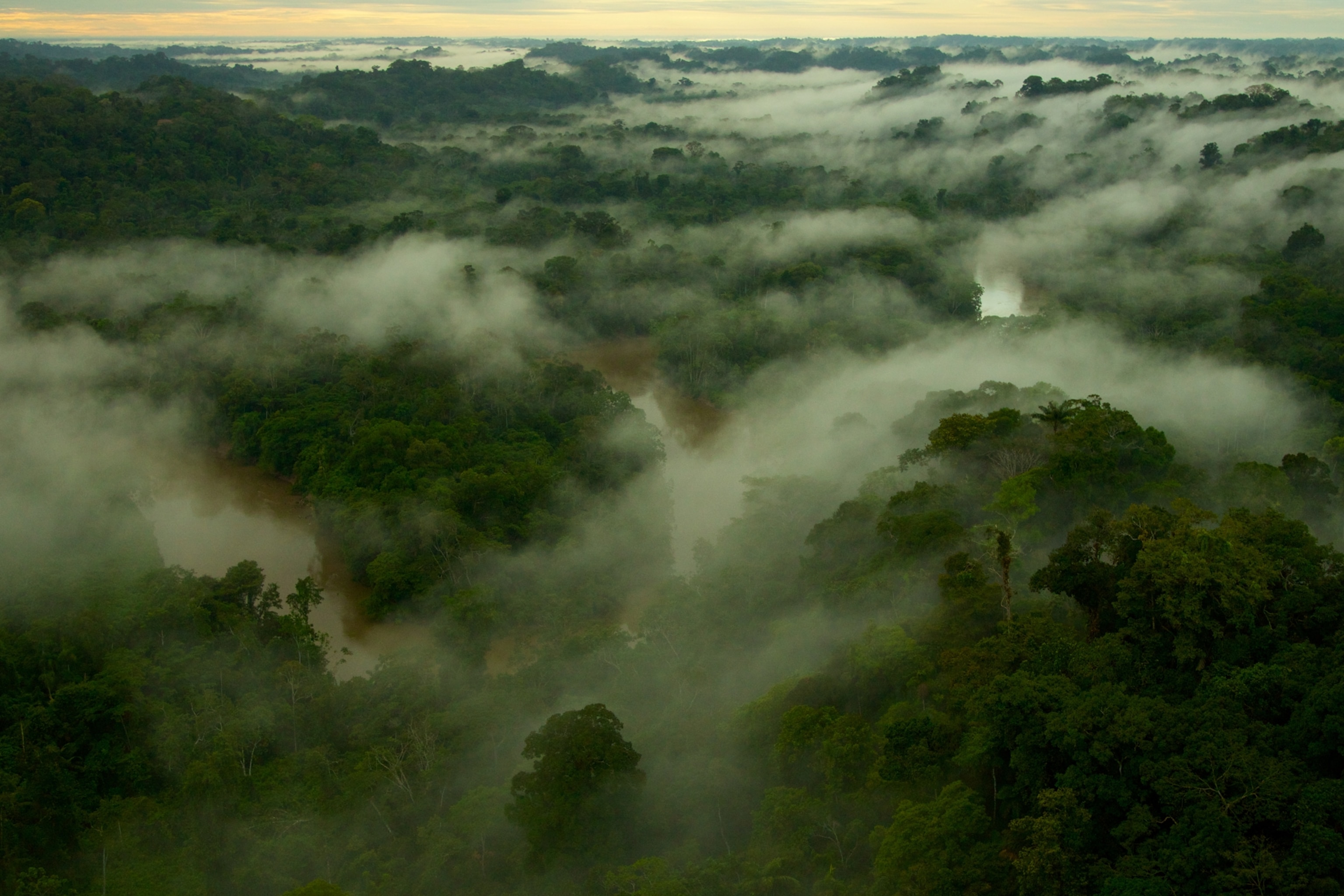 Morning mist above the canopy in Yasuni National Park.