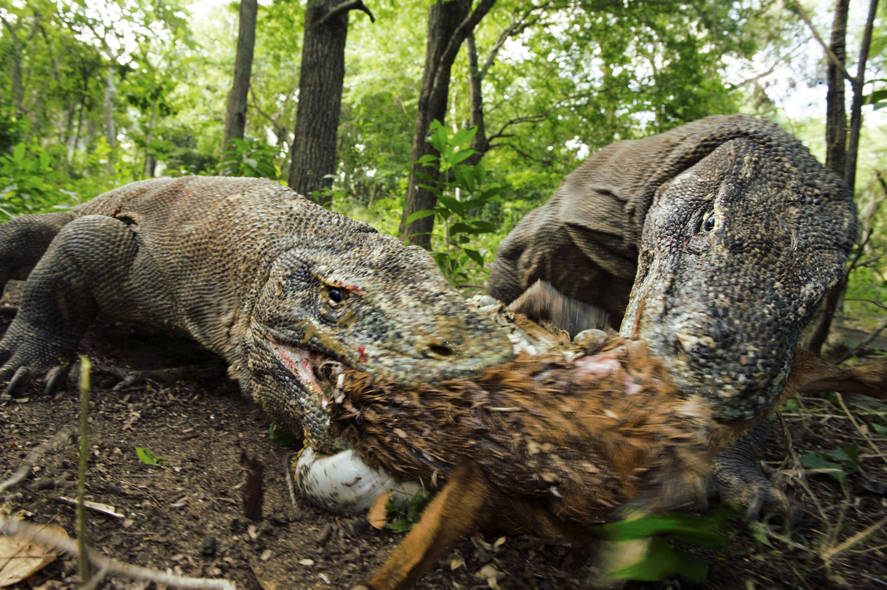 Komodo Dragon's share Goat