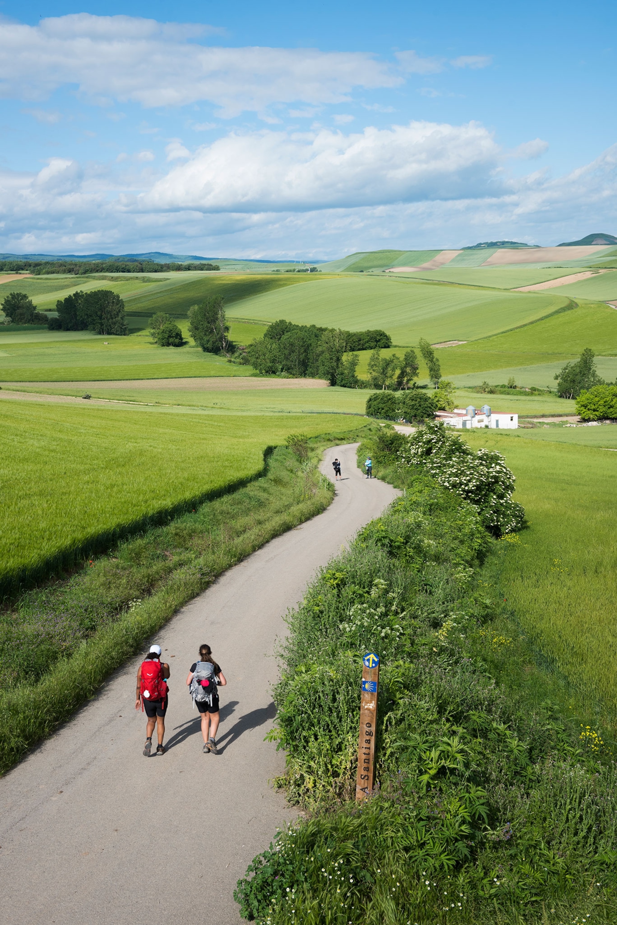 Two young women walk with backpacks down a road winding through green wheat fields on the Camino de Santiago near the town of Granon in La Rioja, Spain. The sky is blue with a few clouds and the rolling, green hills extend for miles.