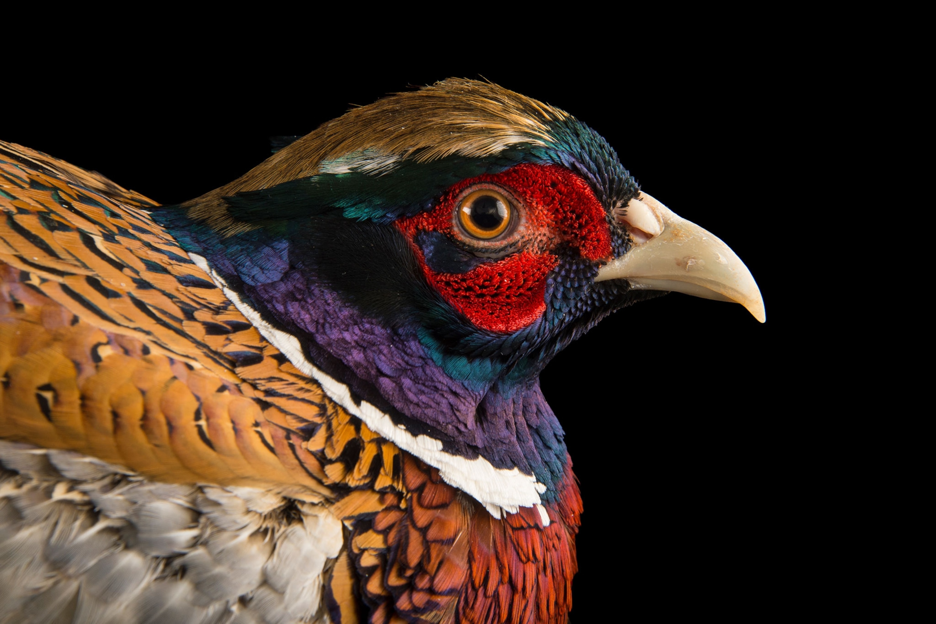 a Chinese ring necked pheasant