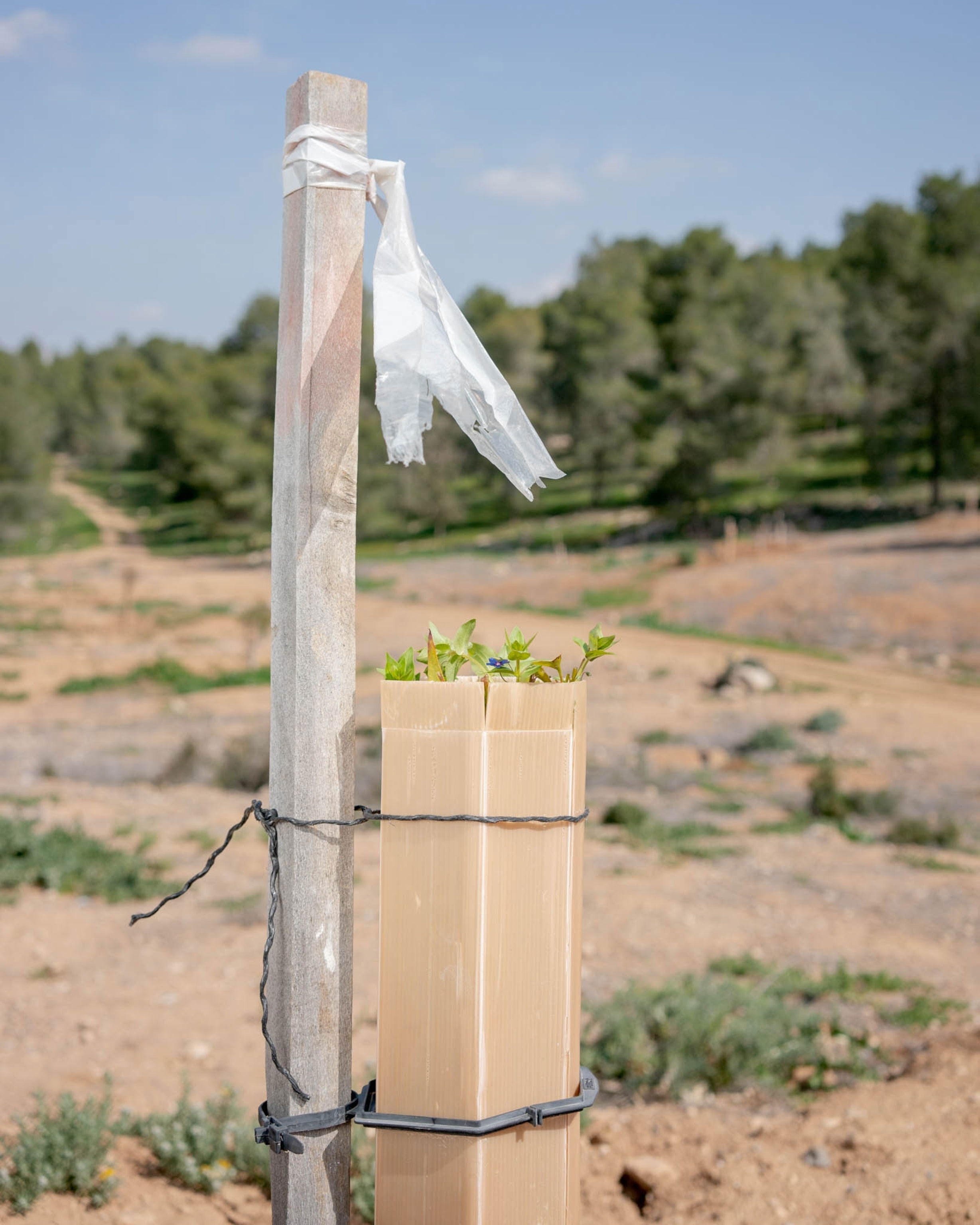a small tree peaks out from a protective case