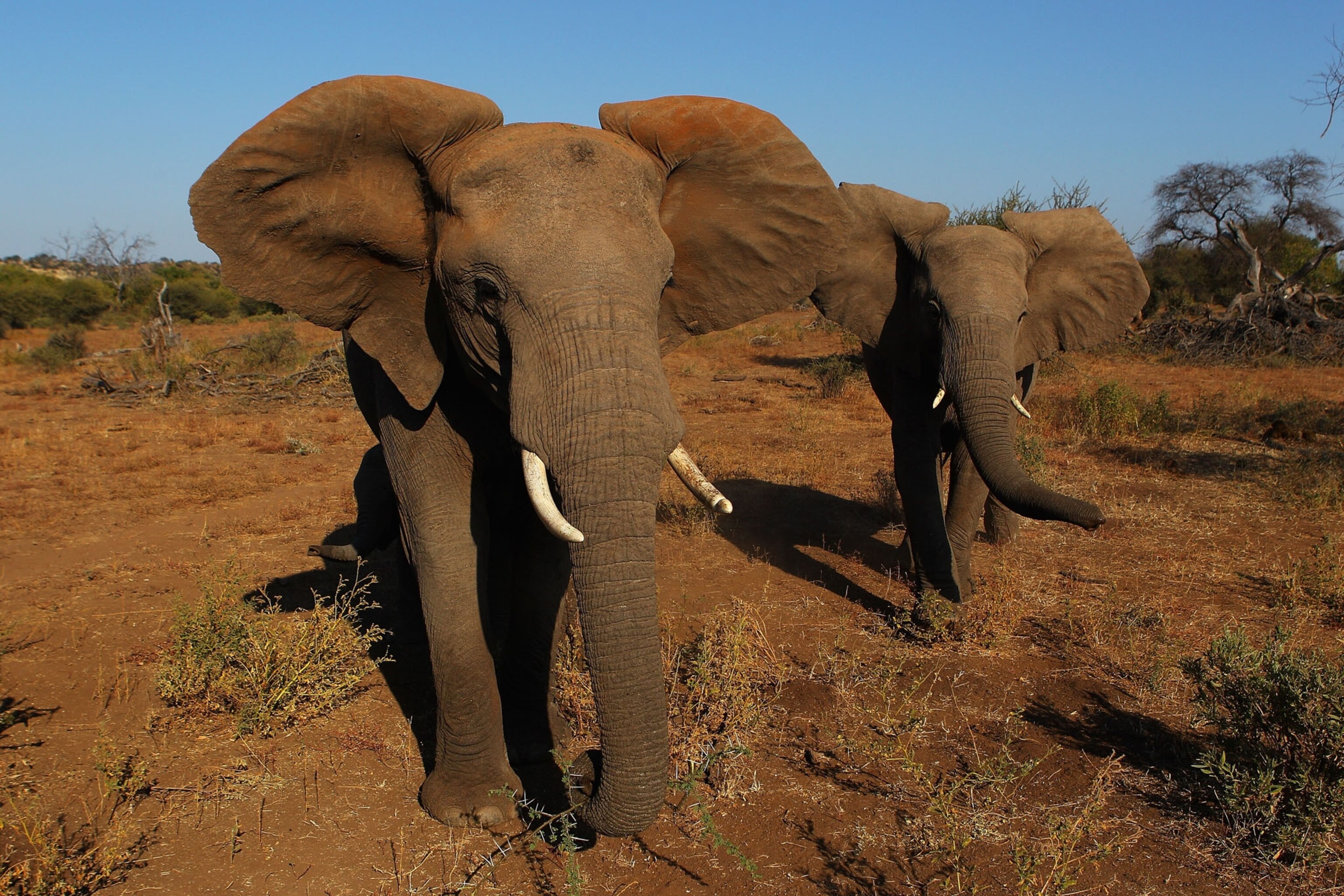 two african elephants