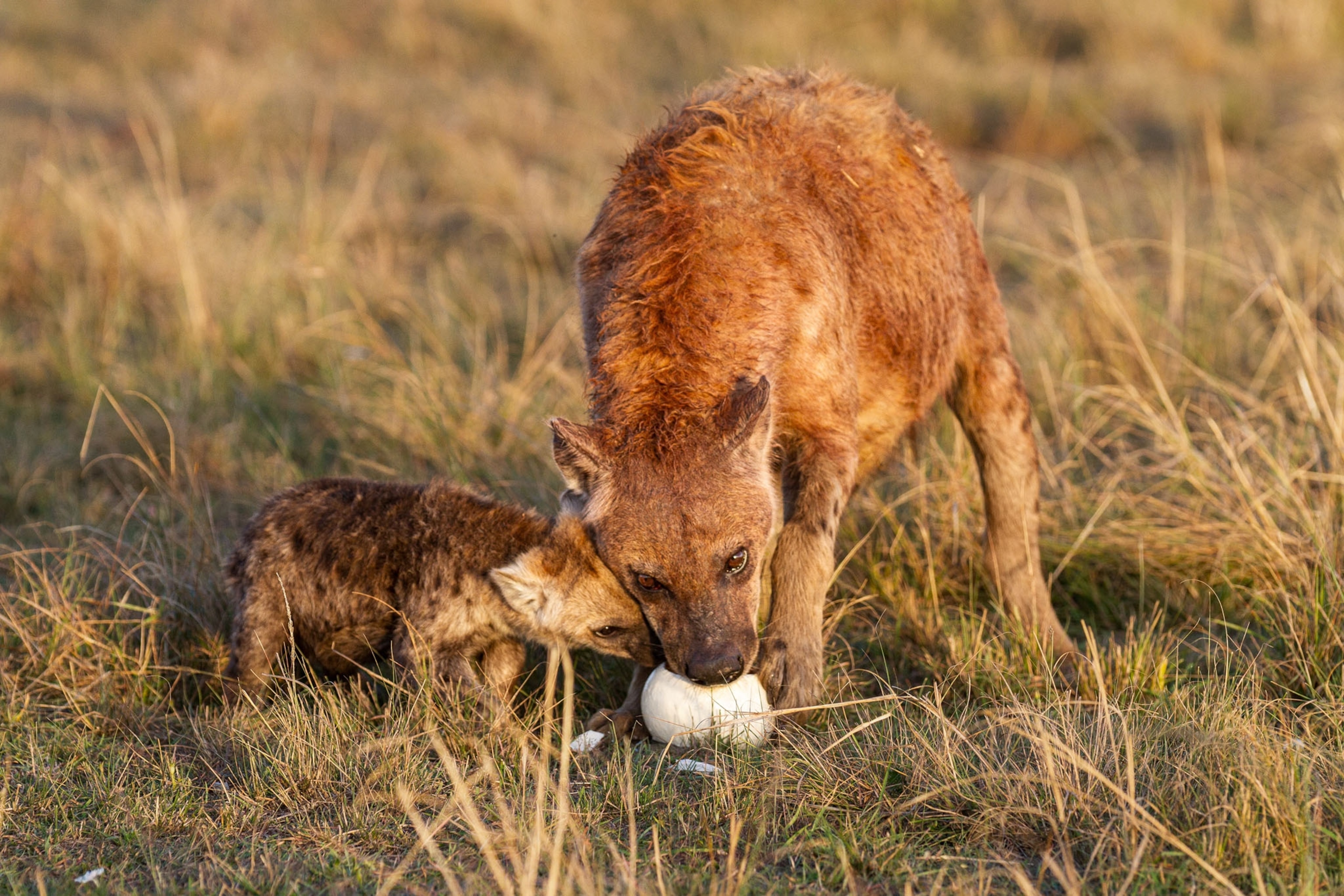 jackal with puppy trying to open egg.