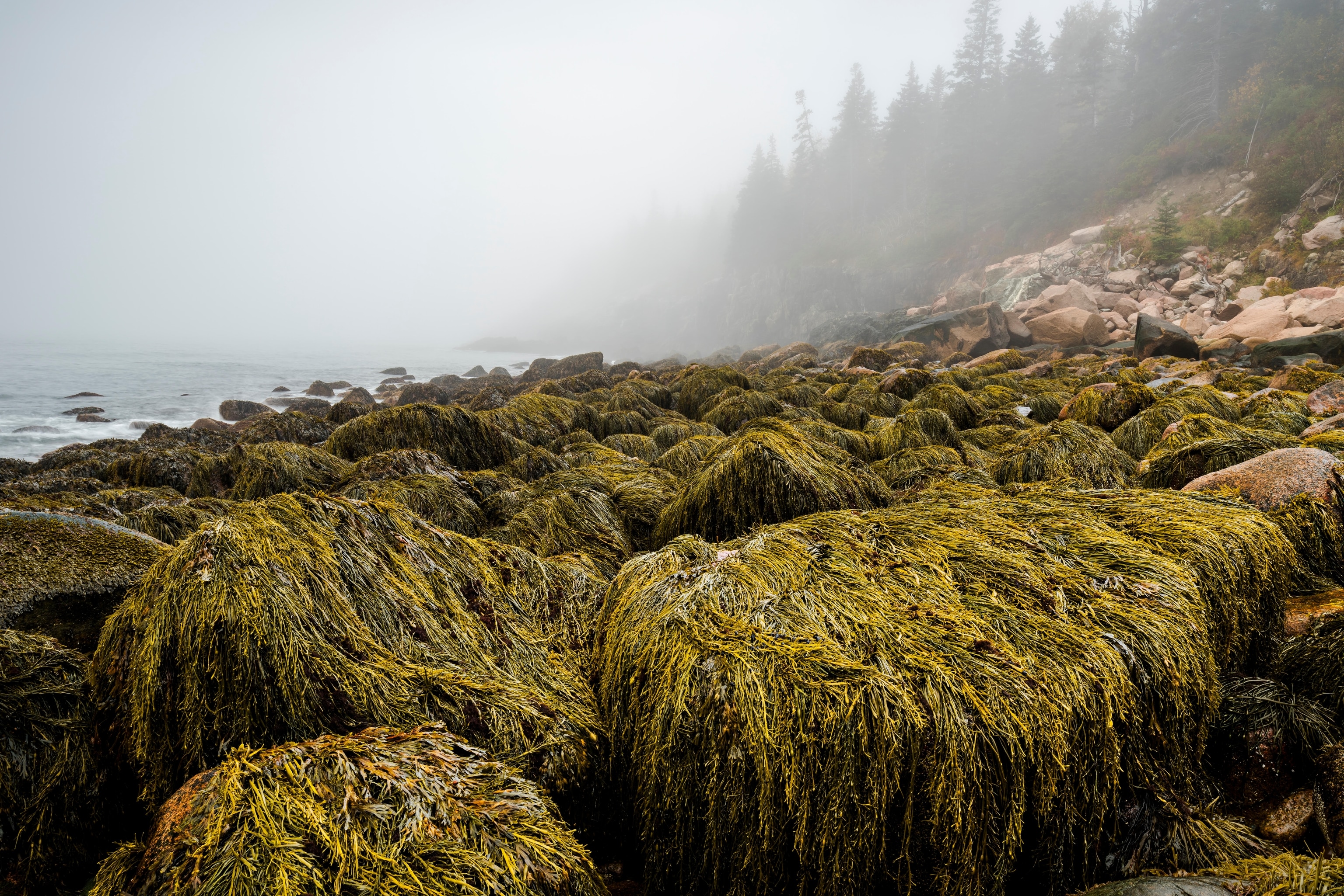Rockweed covers boulders on a foggy morning along the Acadia National Park shoreline at low tide.