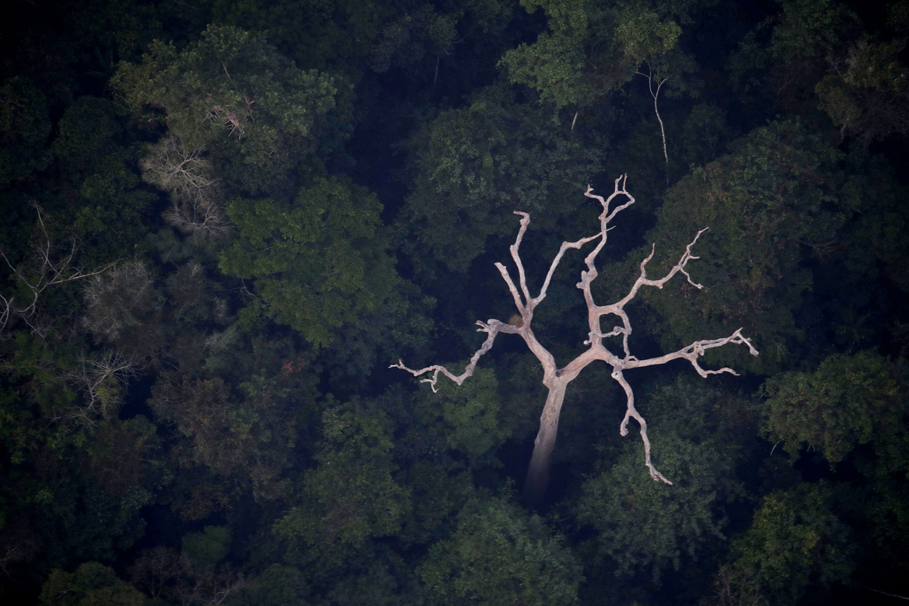 the Amazon.