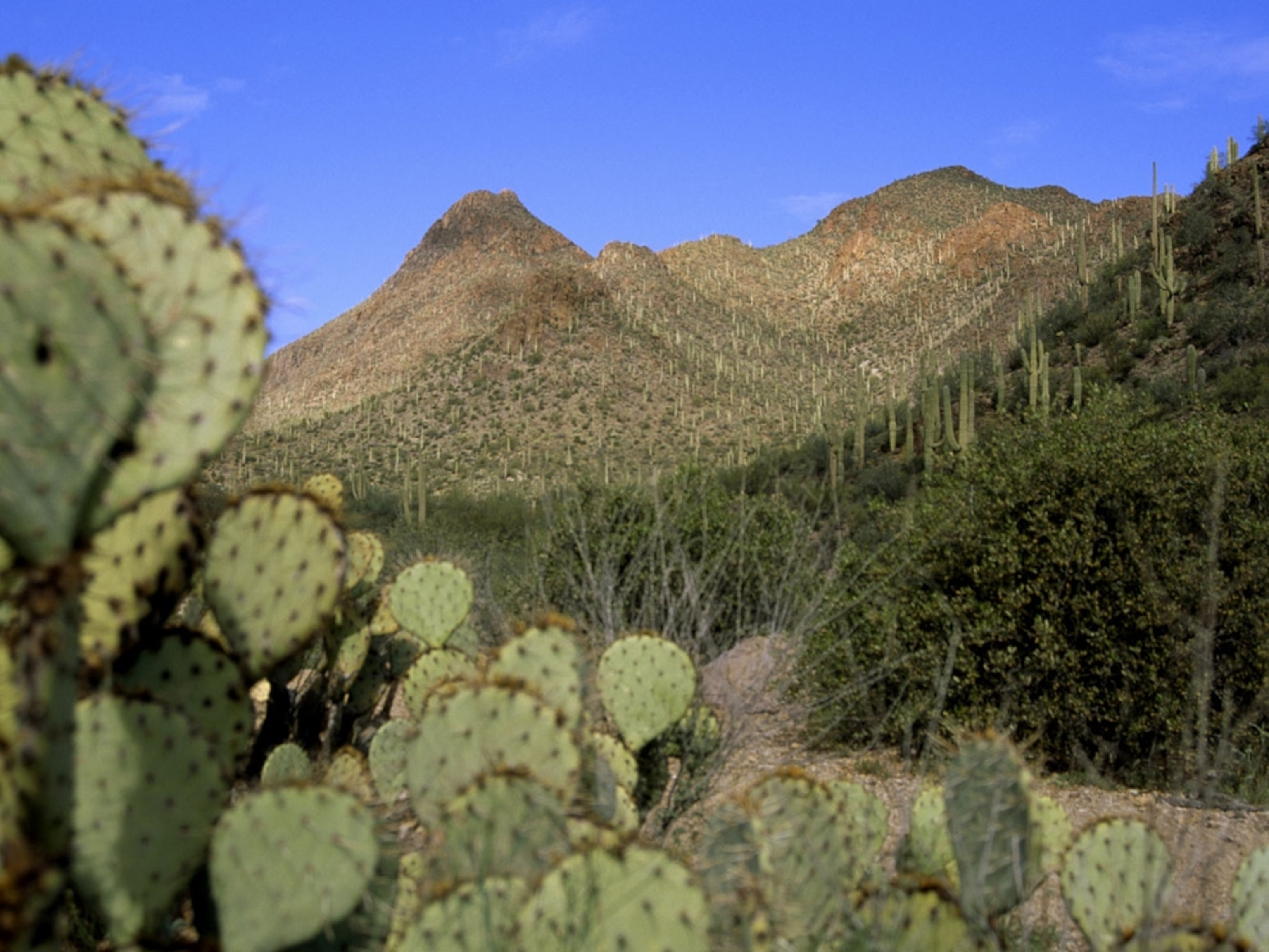 Prickly pear and saguaro cacti frame mountains