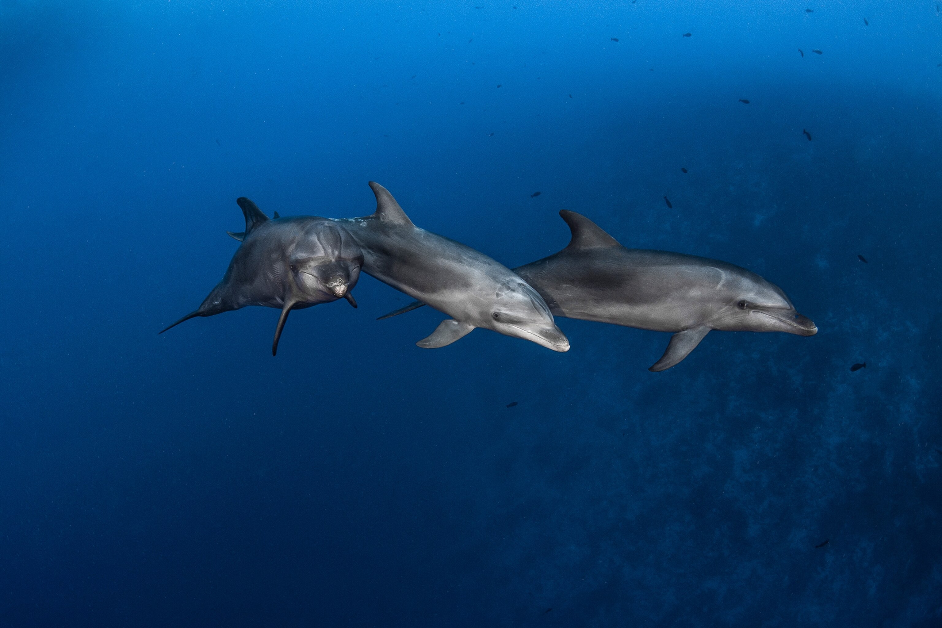 a bottlenose dolphin
